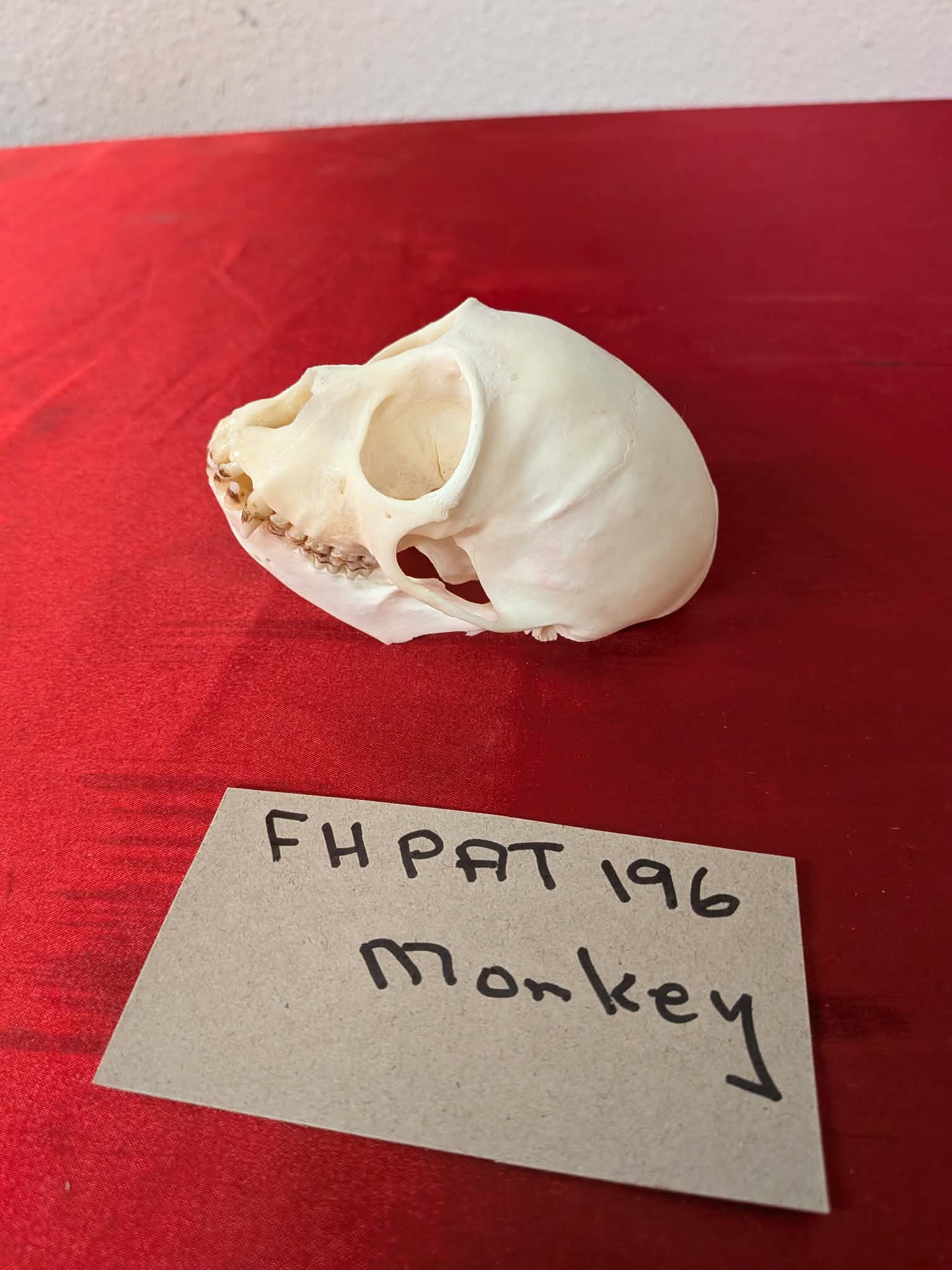 FHPAT196 - mustached real monkey skull