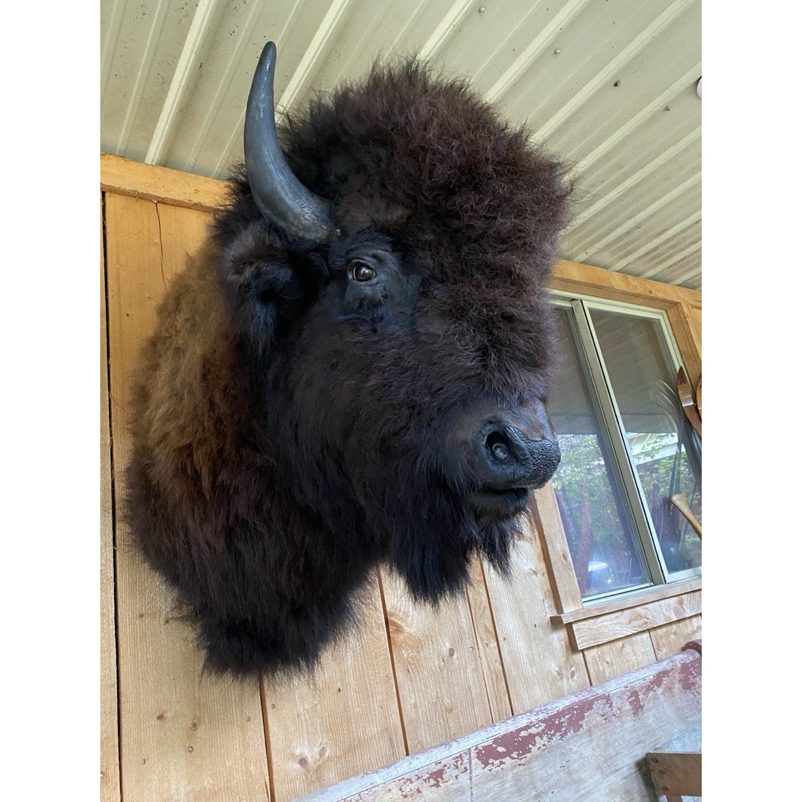 FHDAR42-XL Buffalo Taxidermy Shoulder mount Bull