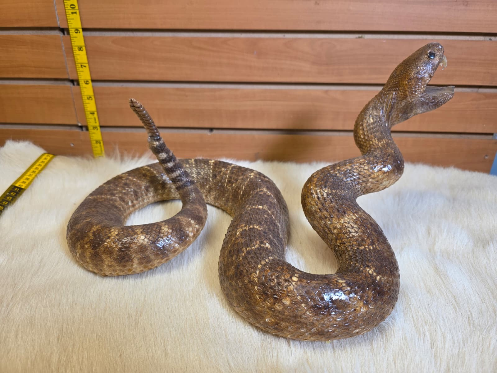 JF5 - Rattlesnake taxidermy mount