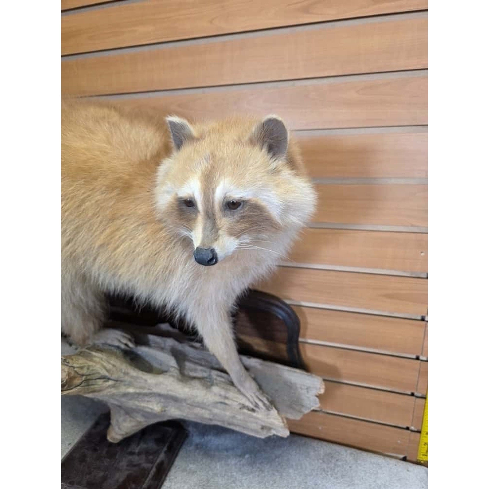 FHCM26 - Museum Quality Blonde Raccoon Taxidermy Mount