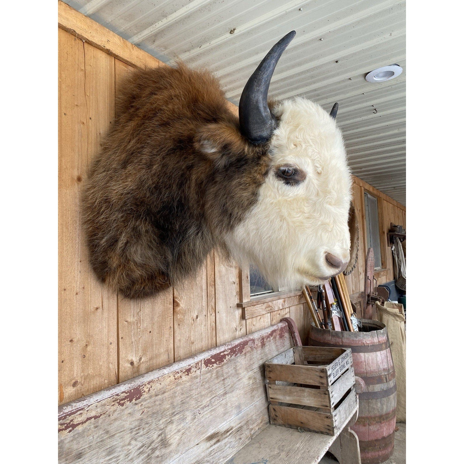 FHDAR43- Rare Sacred White-faced Buffalo Bison Taxidermy Shoulder mount