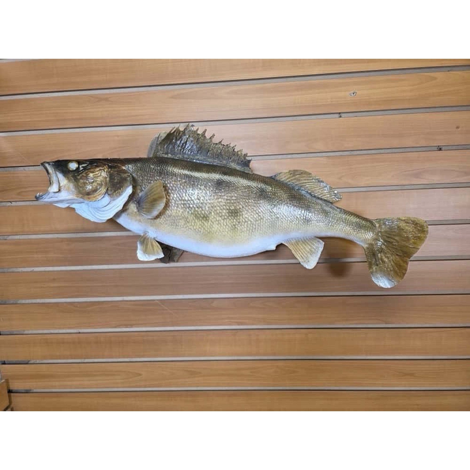JTV224 - Real Skin Walleye Fish Taxidermy Mount 28”