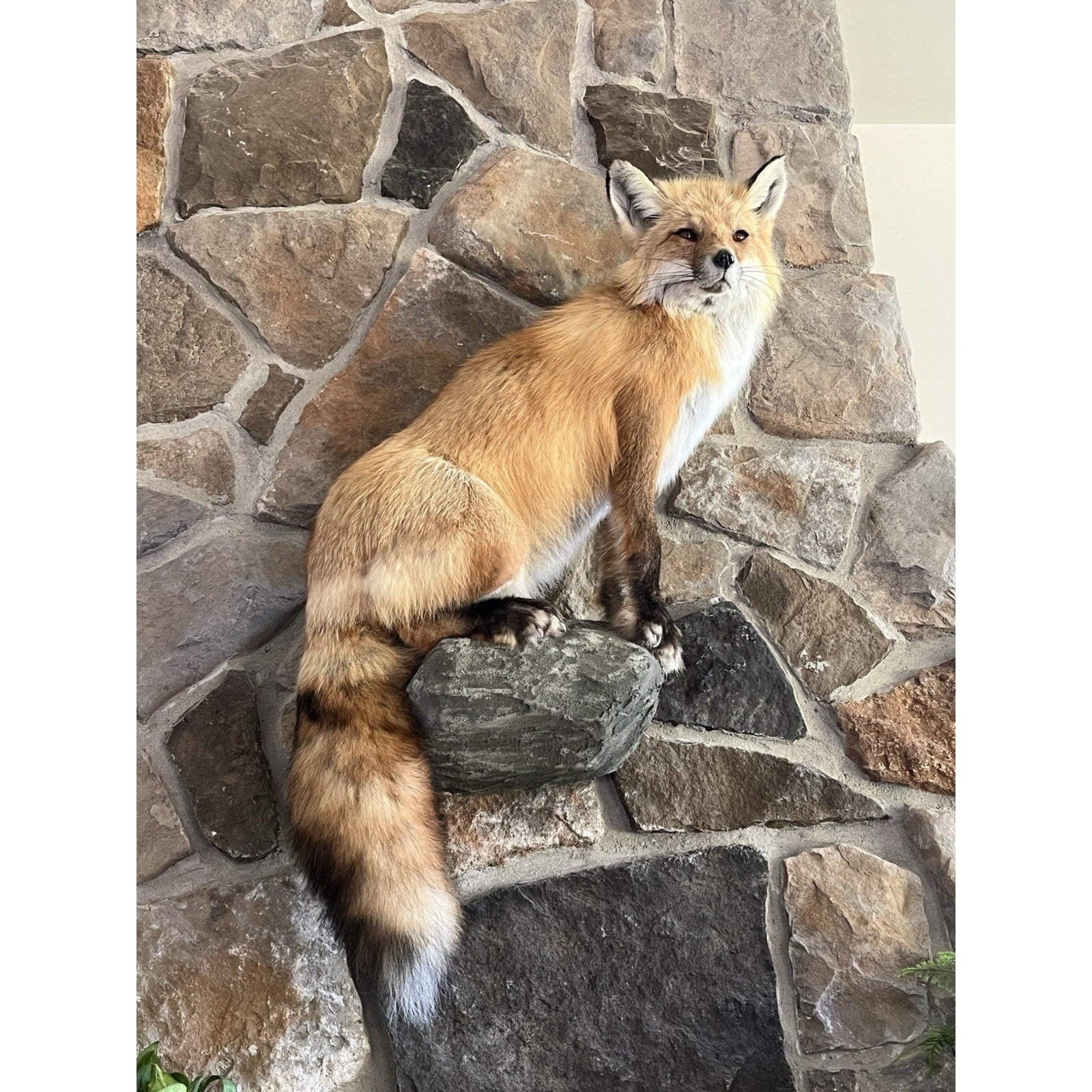 FHWA0914 - Red Fox Taxidermy Full Body Mount