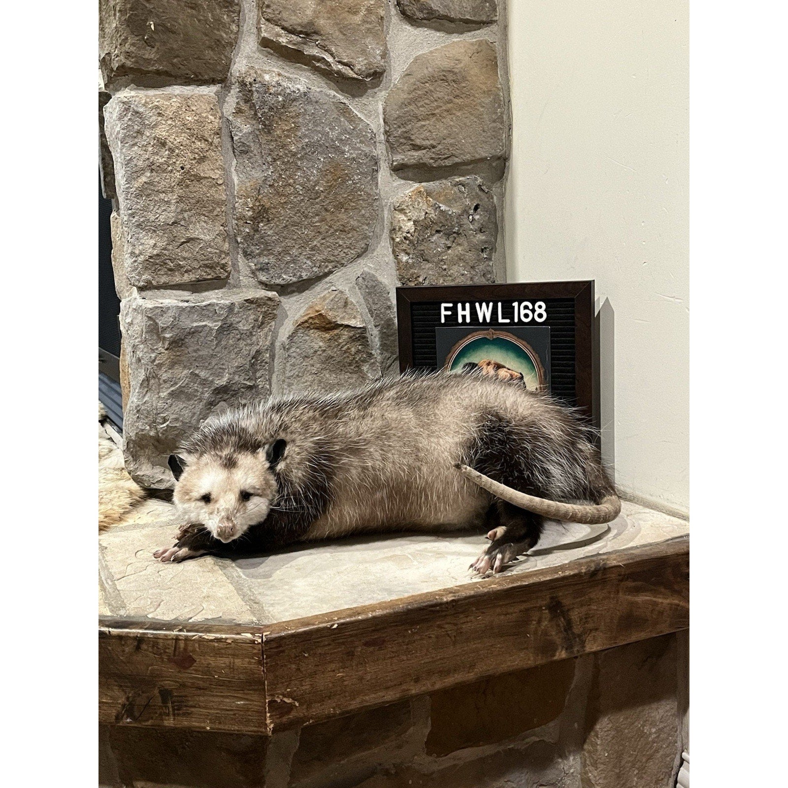 FHWL168 - Fat Opossum Taxidermy Full Body Mount