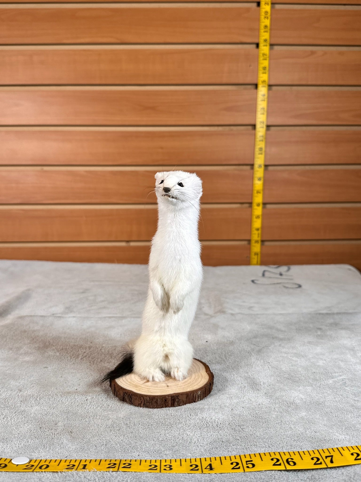 FHWEAS29 - Beautiful Adorable Weasel Ermine Small Animal Taxidermy