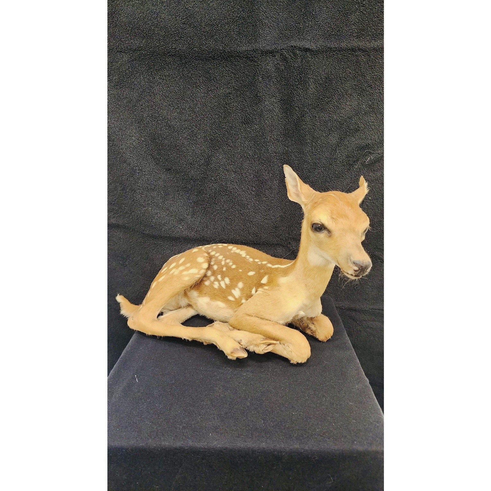 FHFAWNBRAD1- Baby Deer Fawn tiny taxidermy mount