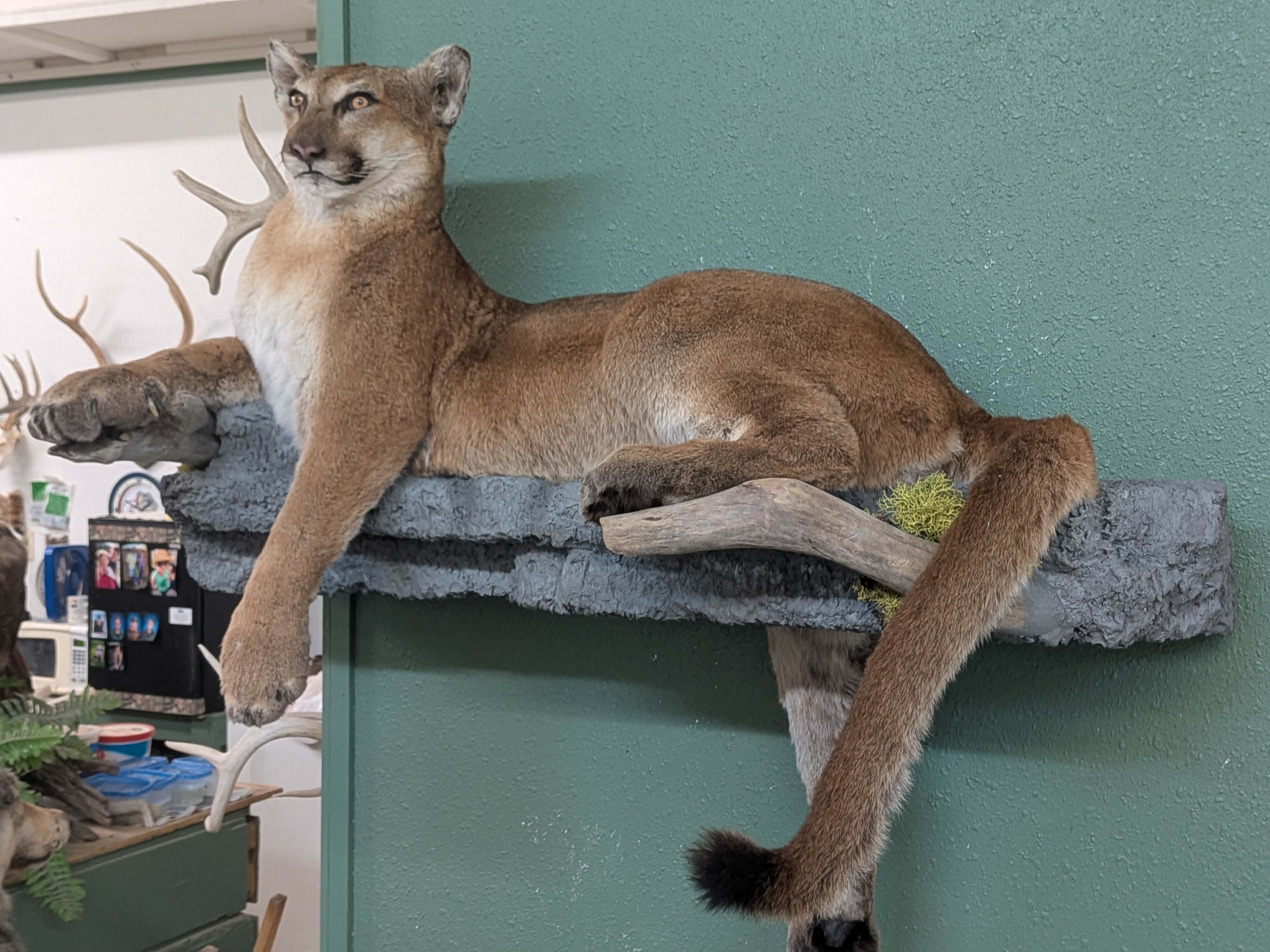 FHPAT3738- Cougar Lifesize Taxidermy Mount