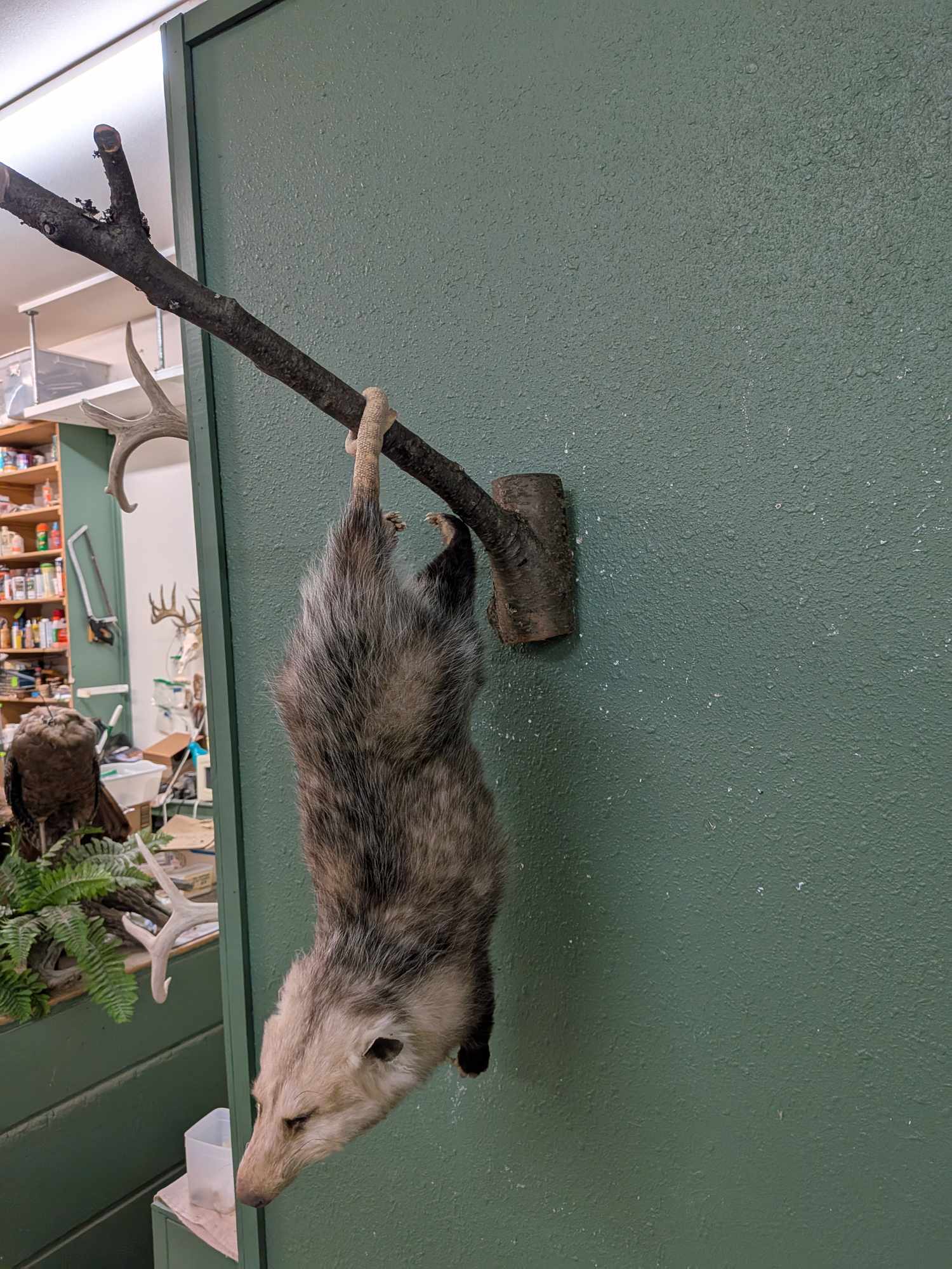 FHPATP133 - Hanging Possum taxidermy mount