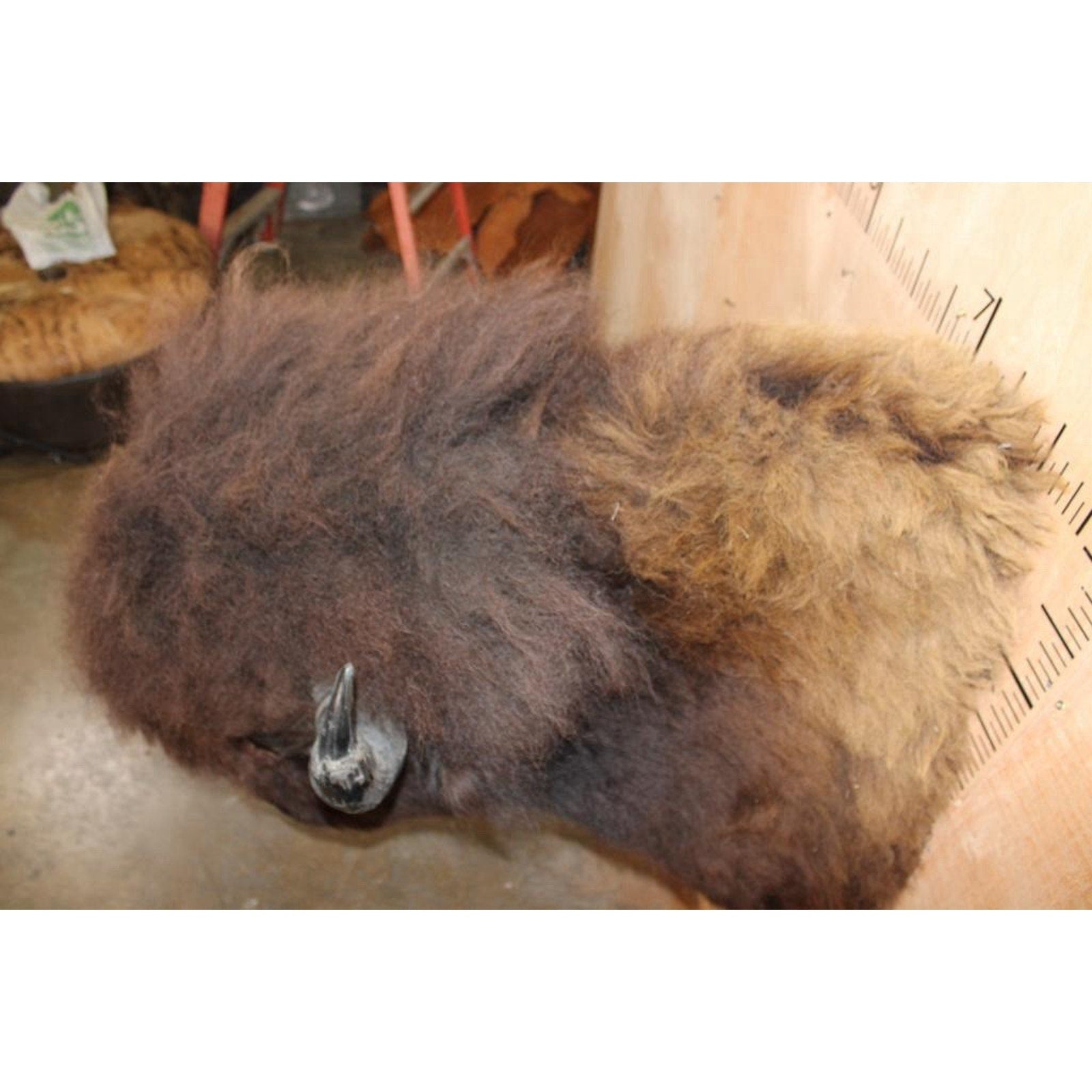 FHBRENT1 - XXL BISON Shoulder Mount Taken in the Northwest Territory (Canada)