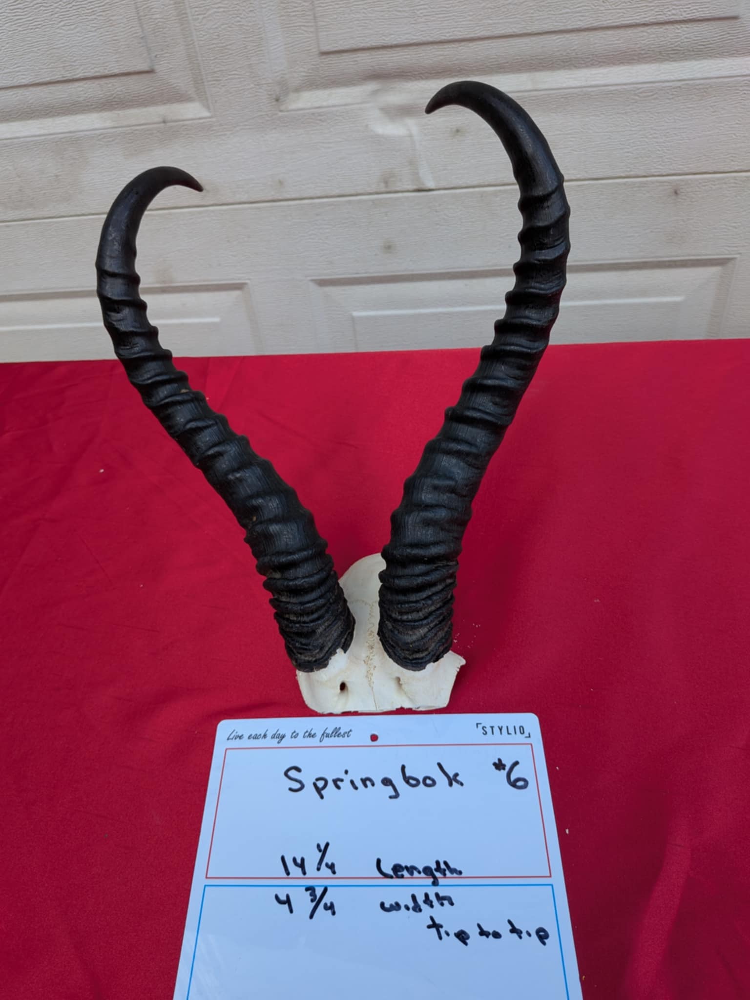 FHPATR66 - springbok real skull taxidermy mount