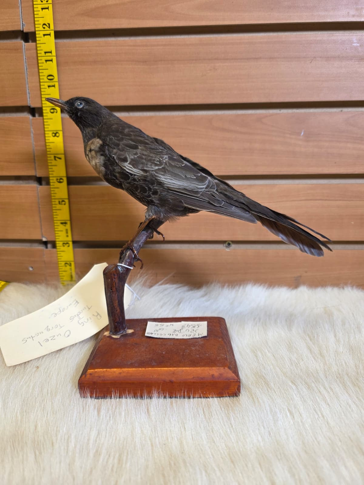JF6 - Ring Ouzel VTG 1943 taxidermy bird mount