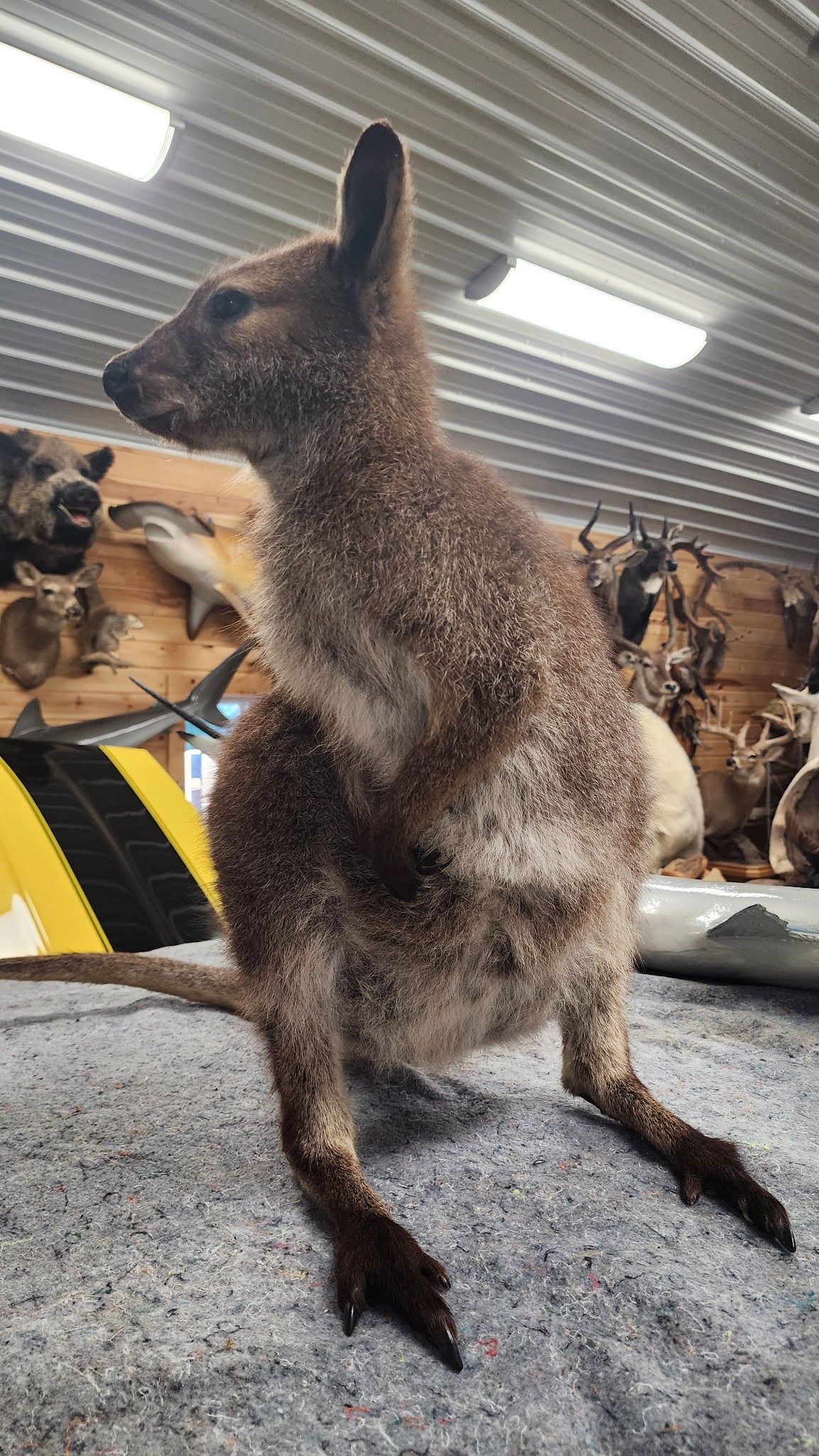 FHBRAD3 - wallaby Kangaroo Taxidermy Mount