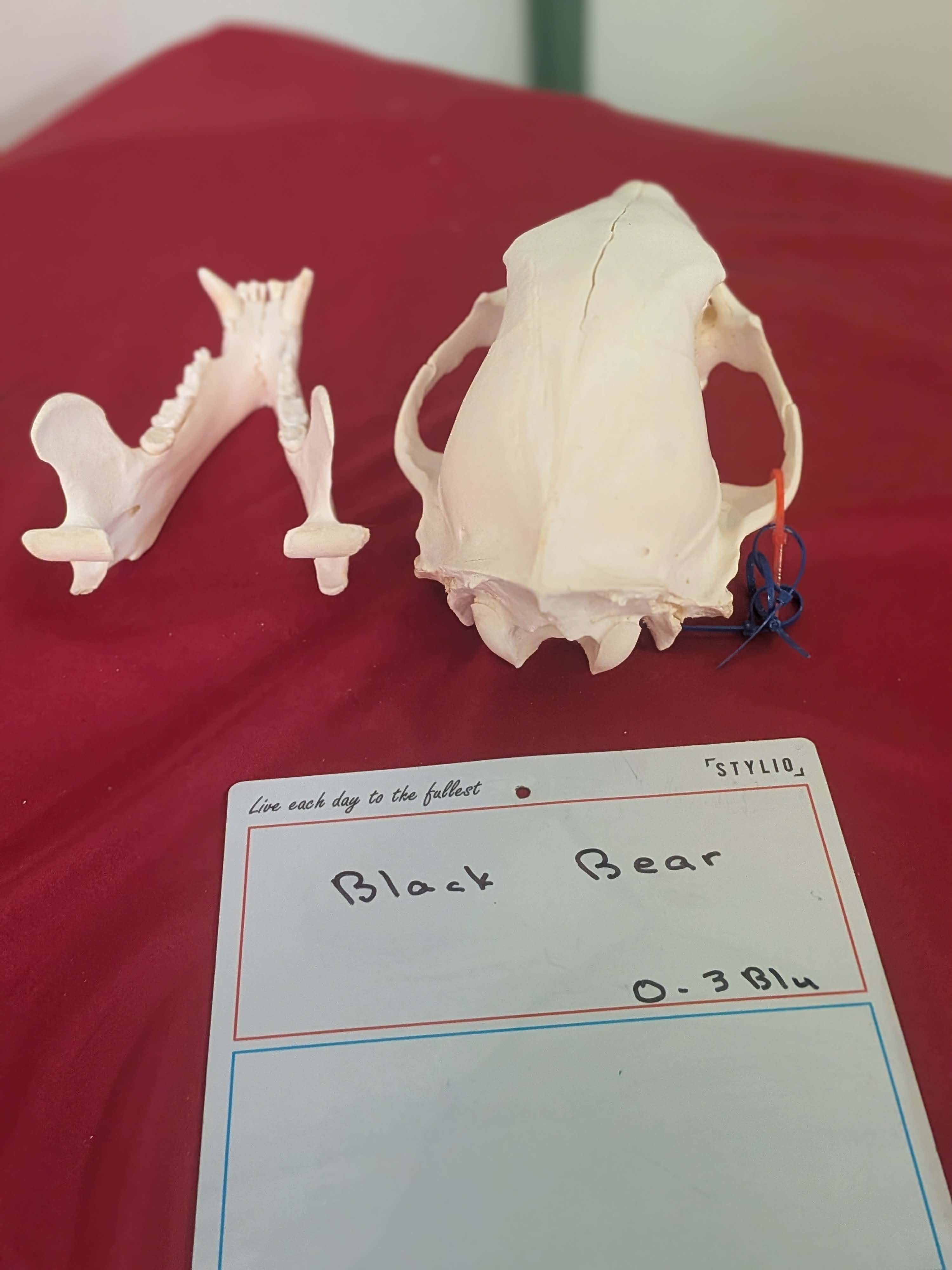 FHPAT266 -professionally cleaned black bear skull