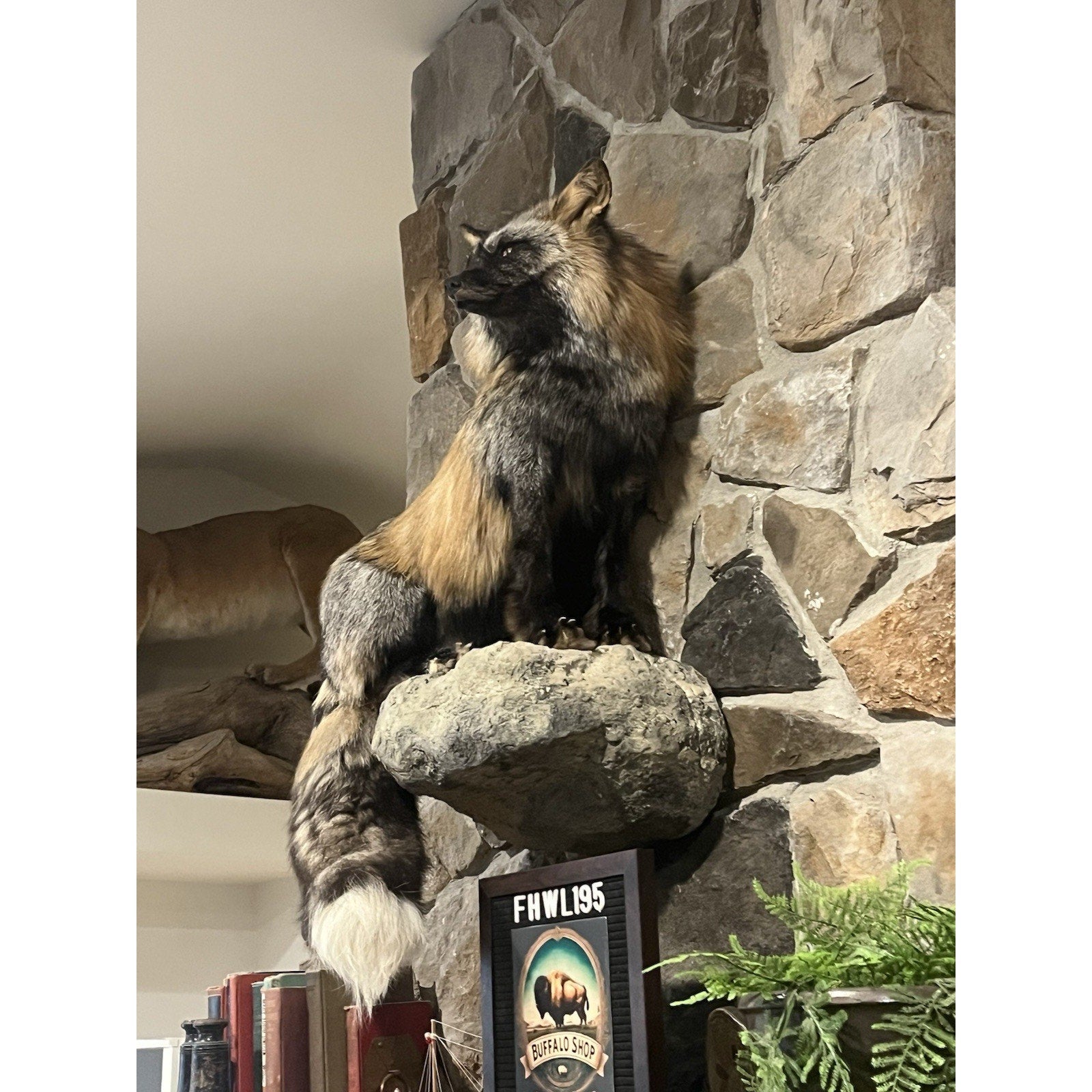 FHWL195- Museum Quality Ranch Fox Taxidermy mount