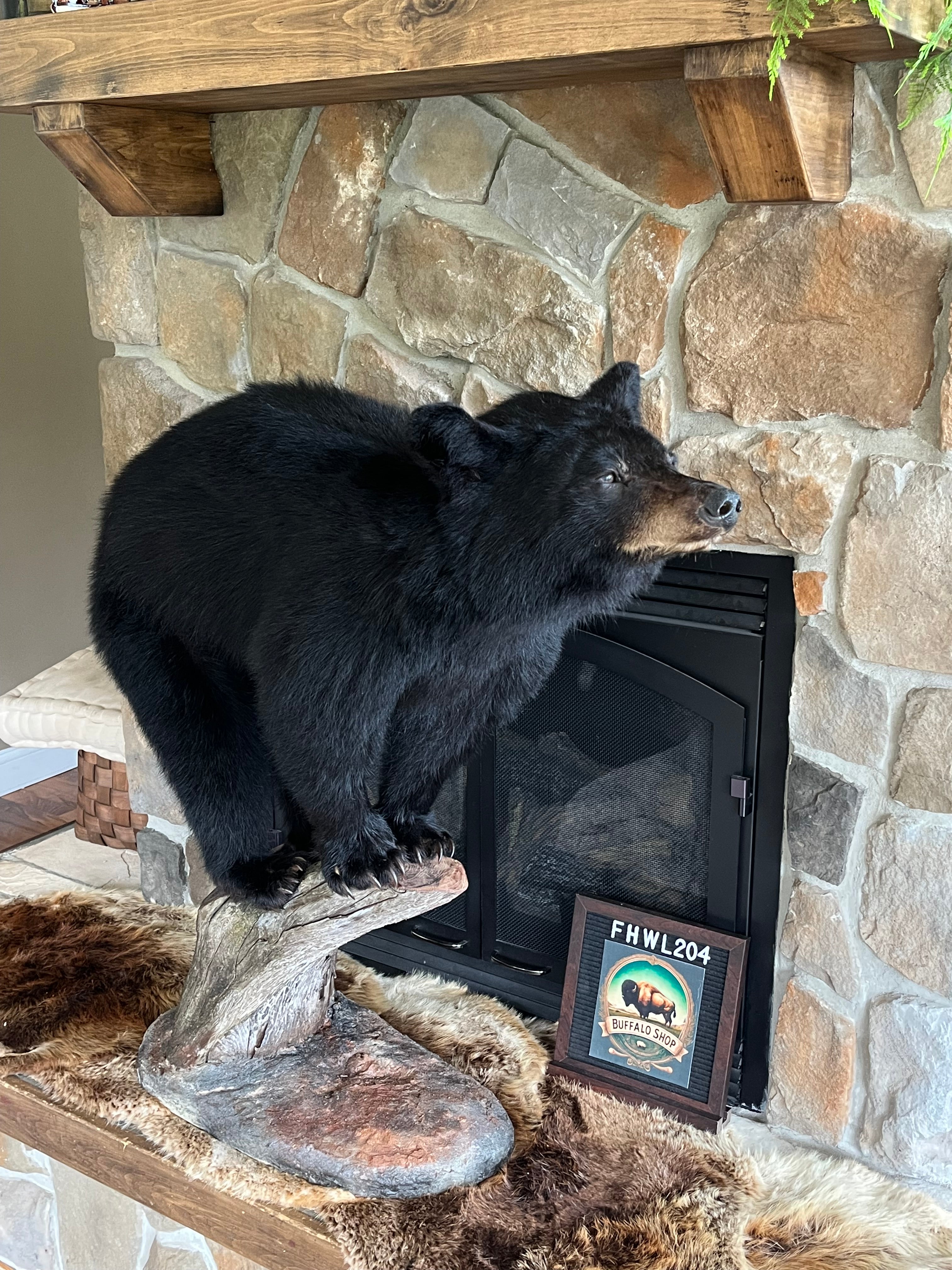 FHWL204 - Yearling Black Bear Cub Full Body taxidermy mount