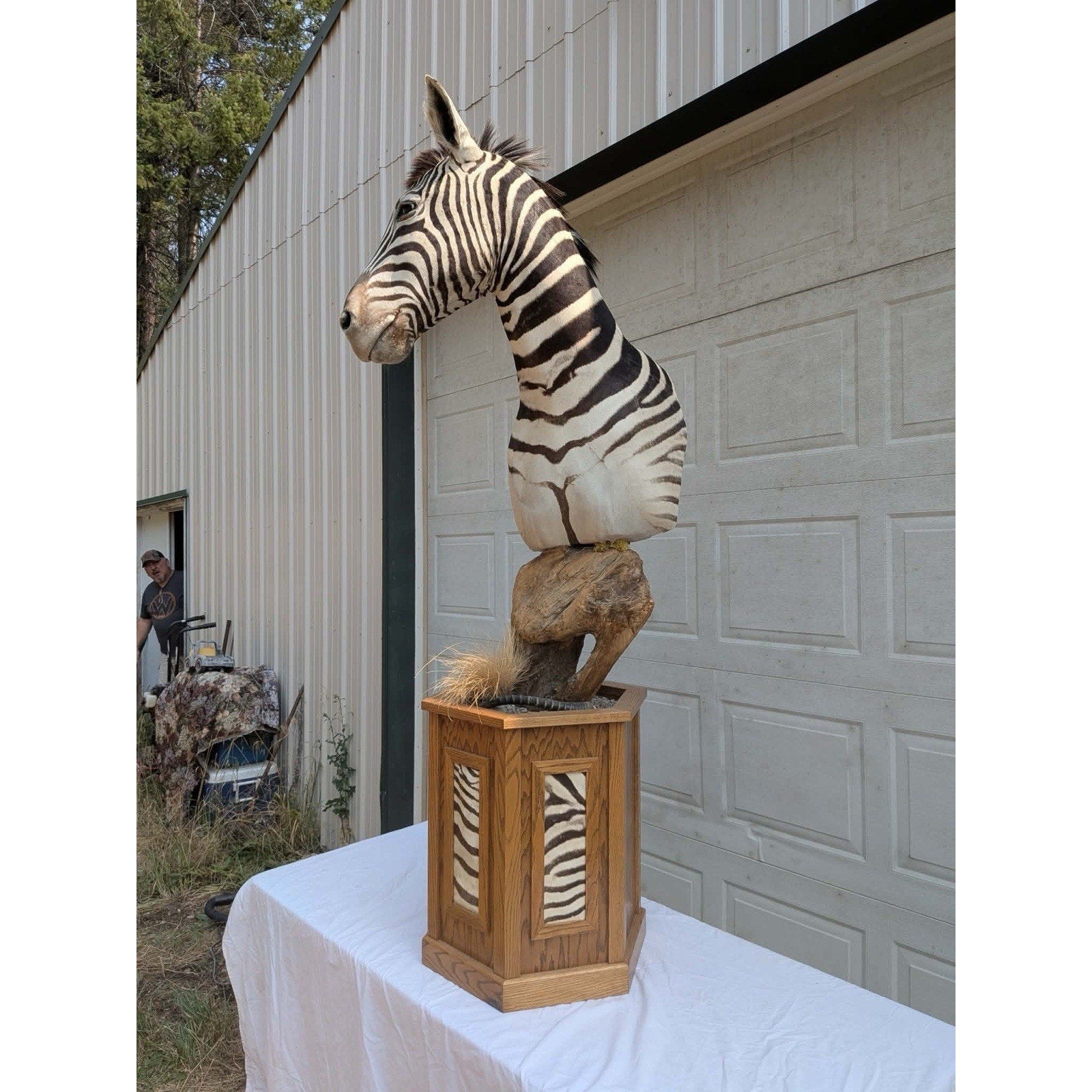 FHPATZE1- RARE Zebra Taxidermy Mount Free Shipping