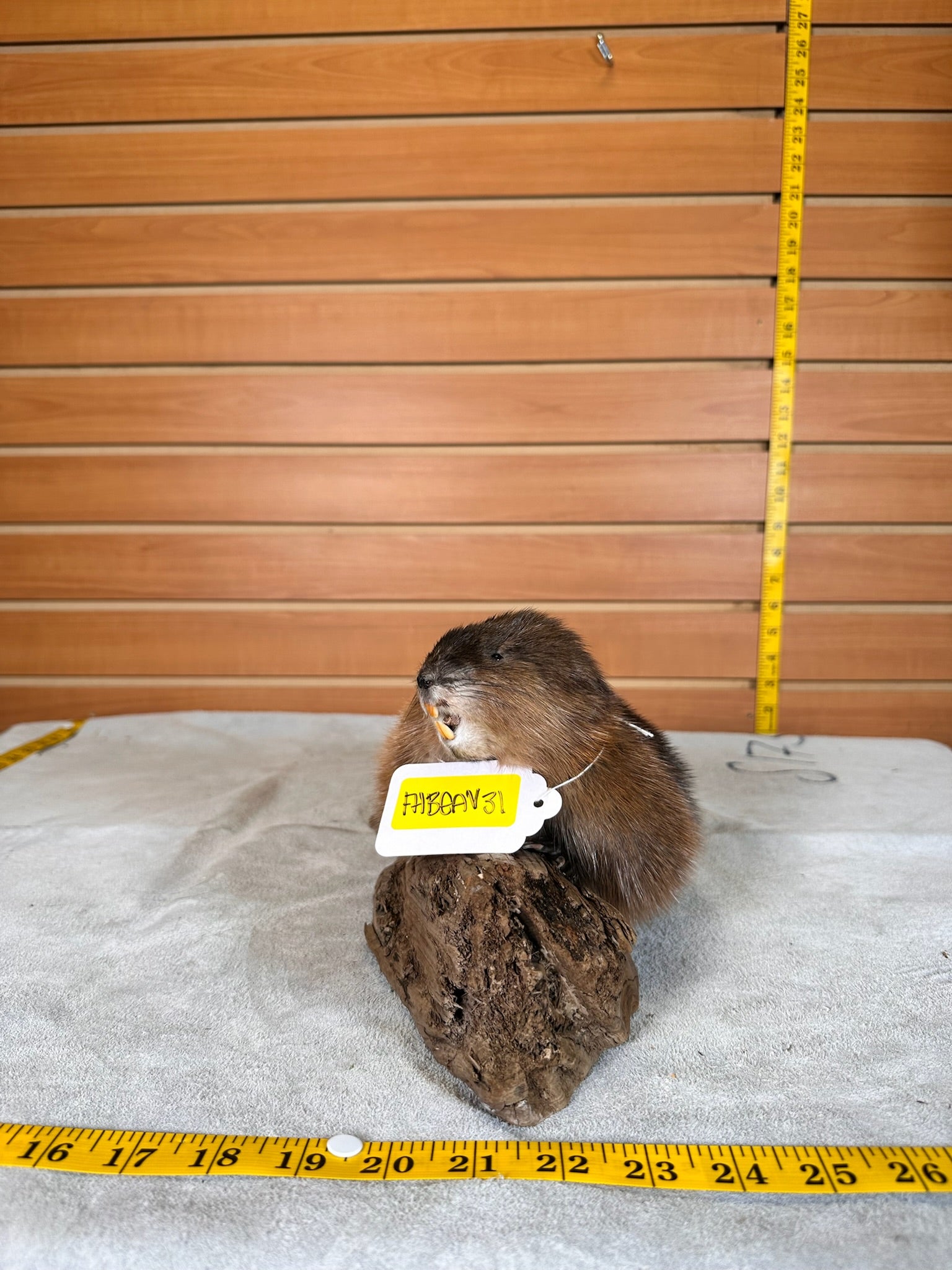 FHMUSK31- Beautiful Muskrat taxidermy mount