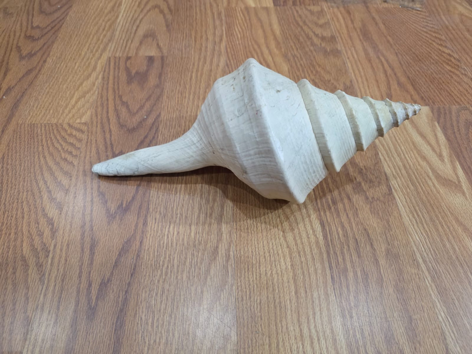 JTVSH1-Rare Australian Trumpet Conch Seashell 16" inches