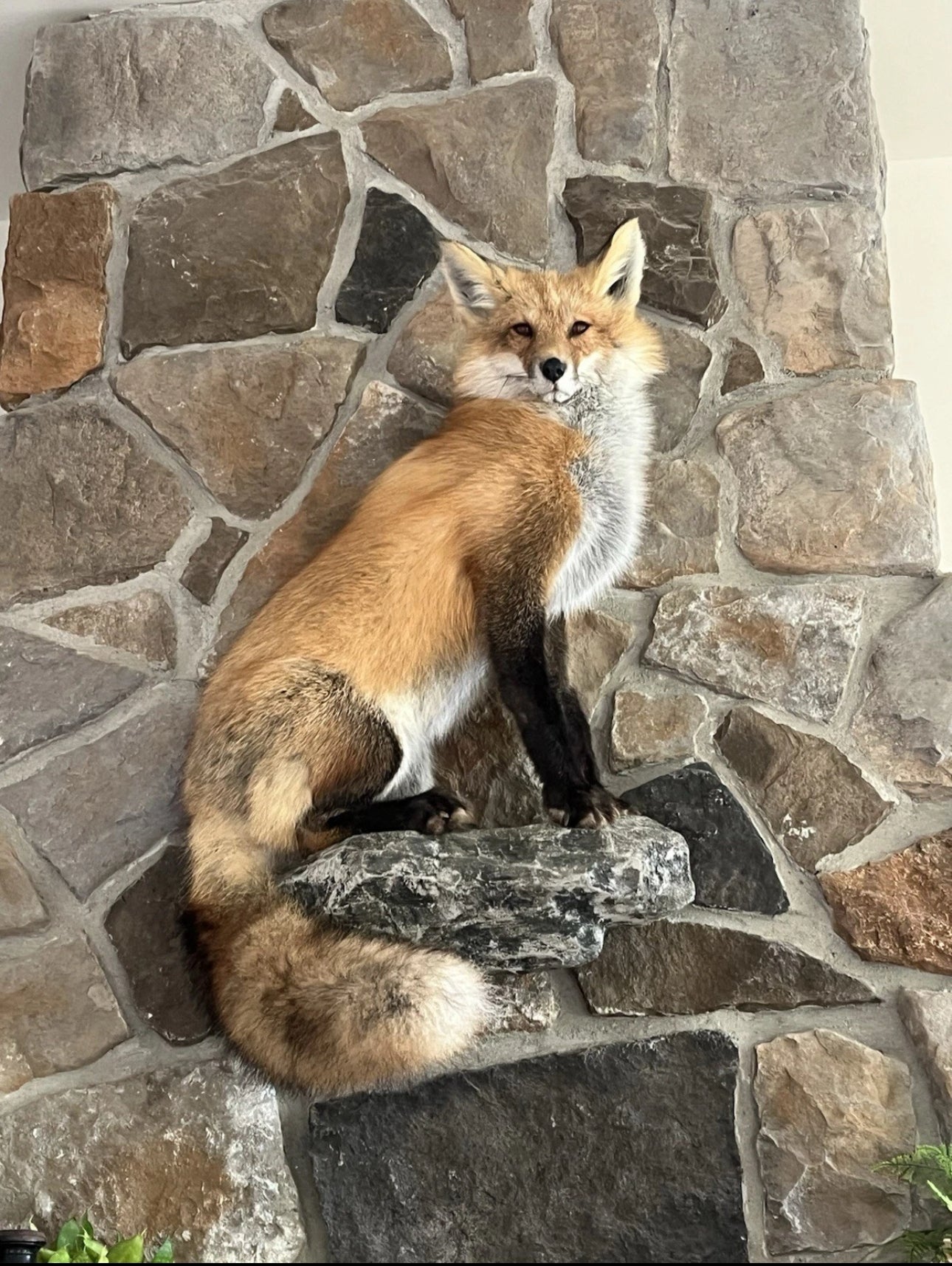 FHWA0705-Red Fox Taxidermy Full Body Mount Cabin Camp Man Cave