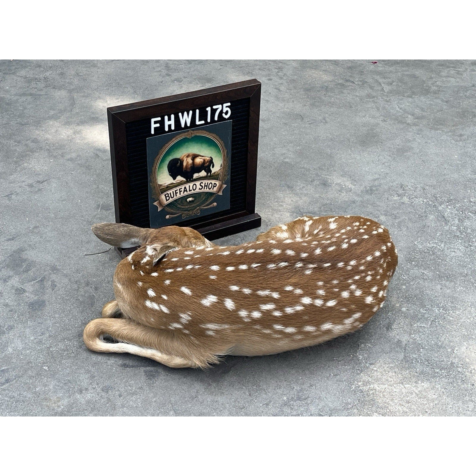 FHWL175 - Fawn Deer Taxidermy Mount