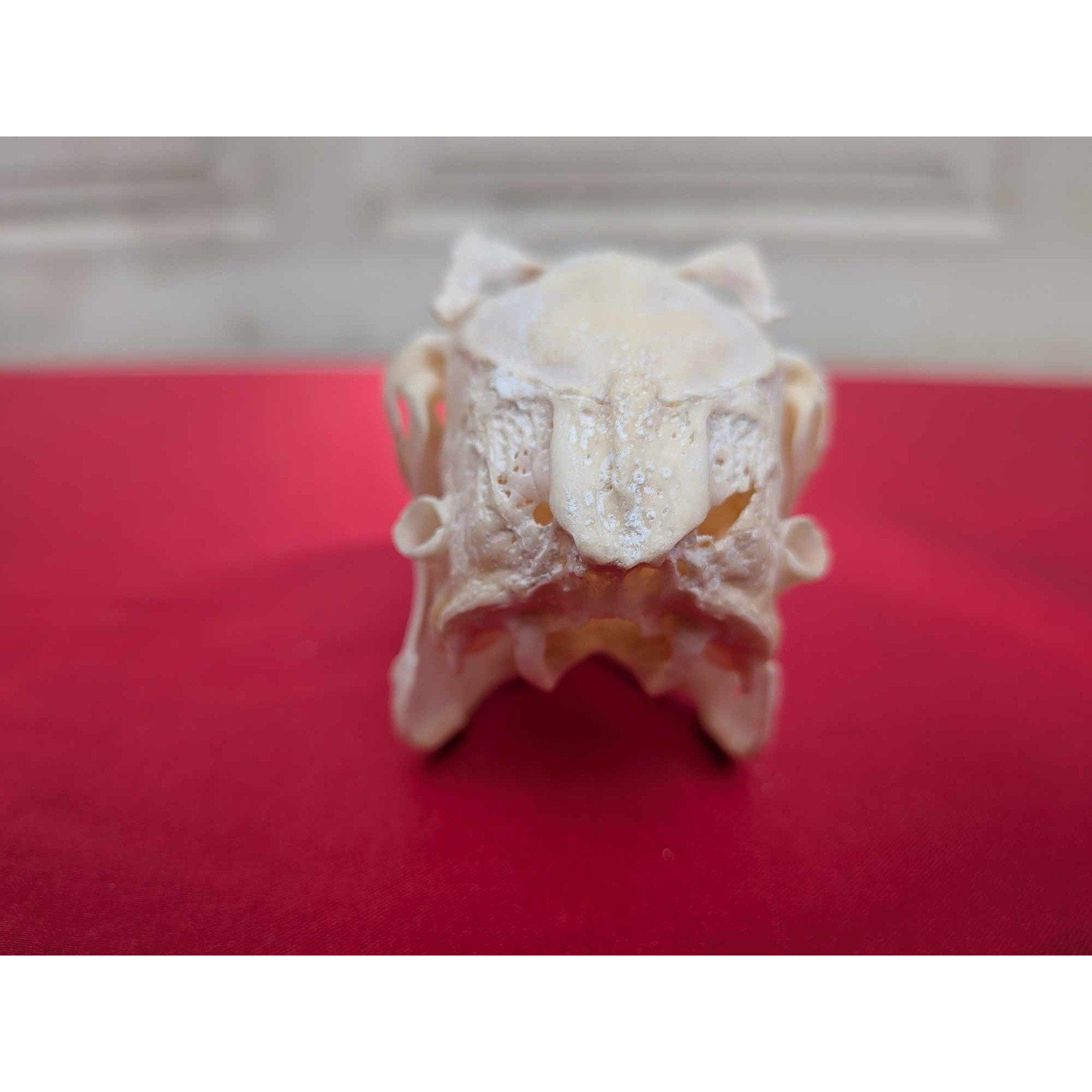 FHPAT83 - Real White-Tailed Jackrabbit Skull - Lepus townsendii