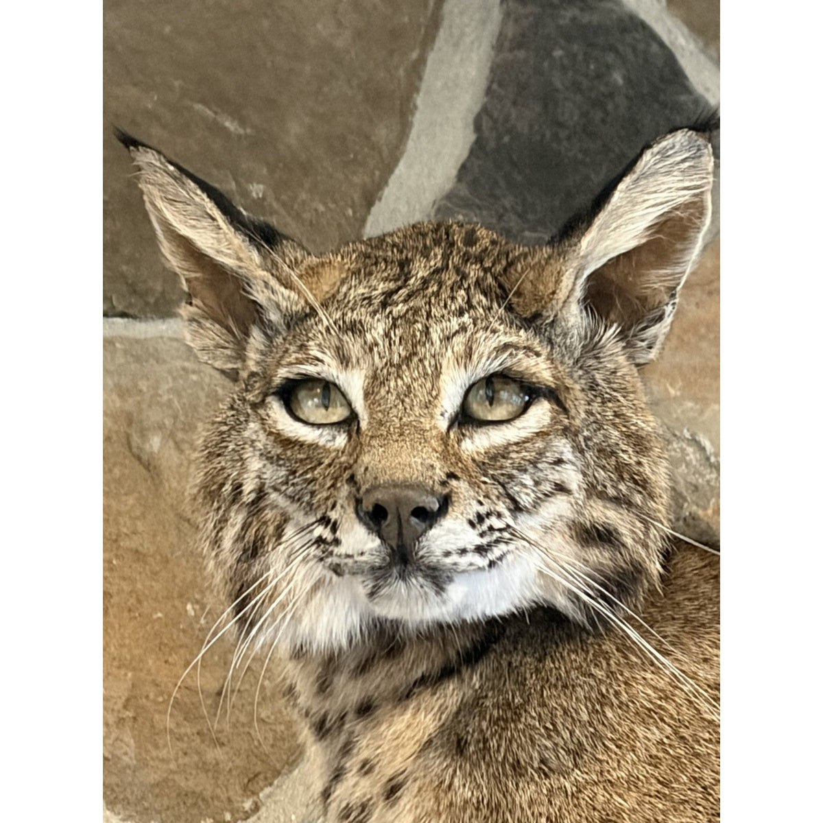 FHWL239 - Rare Bobcat Taxidermy Full Body Mount