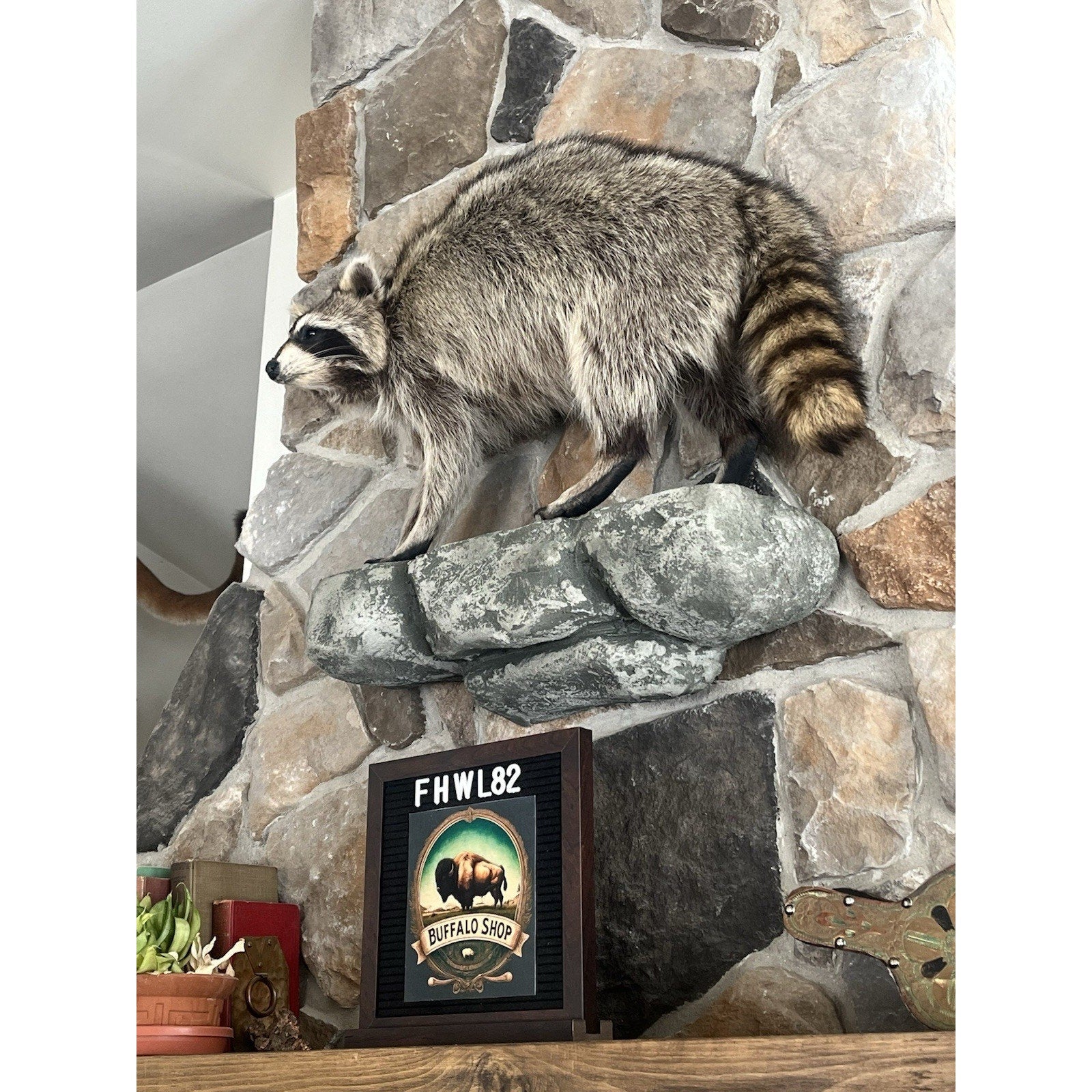 FHWL82 - Fat Raccoon Taxidermy Mount