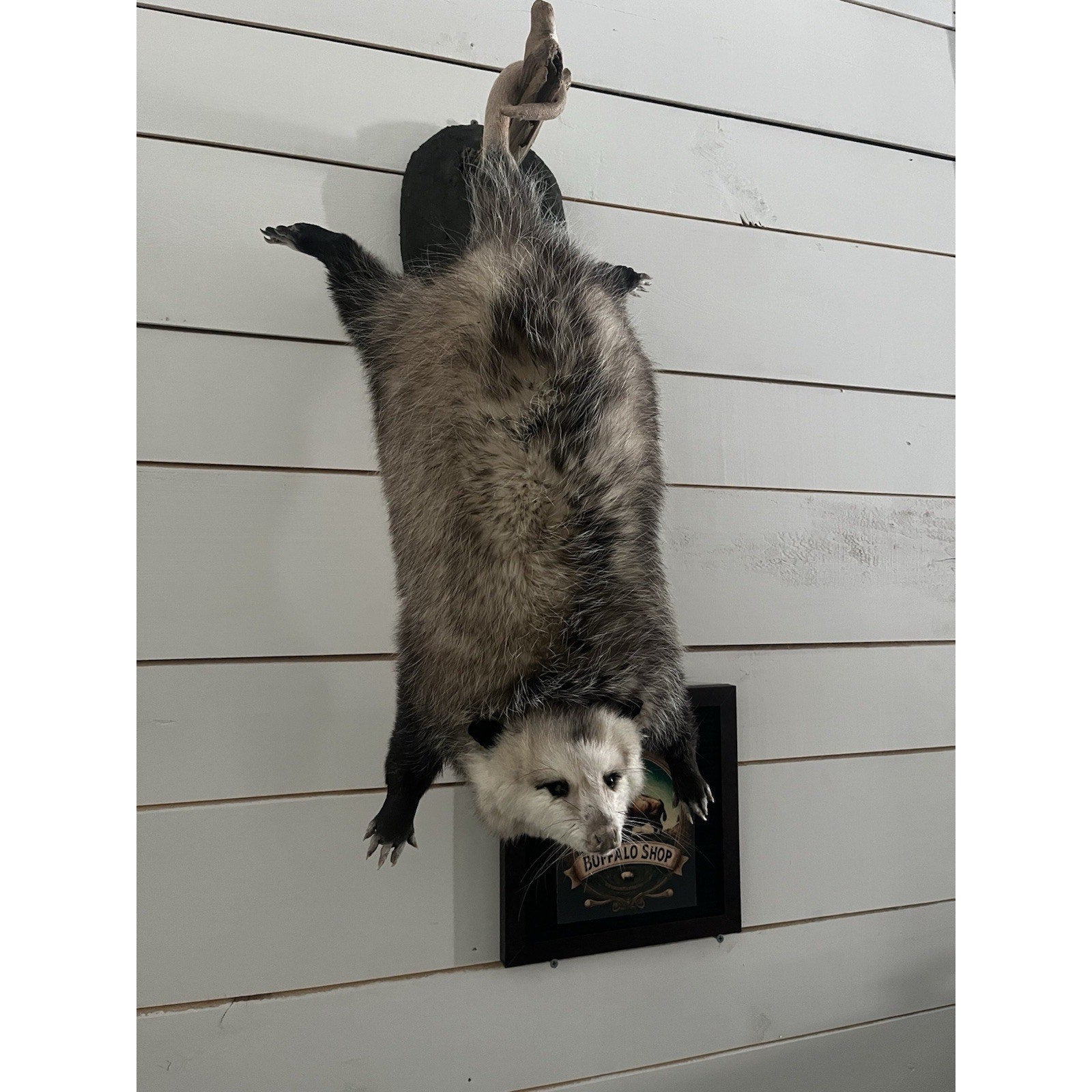 FHWL87 - Fat Opossum Hanging Taxidermy Full Body Mount