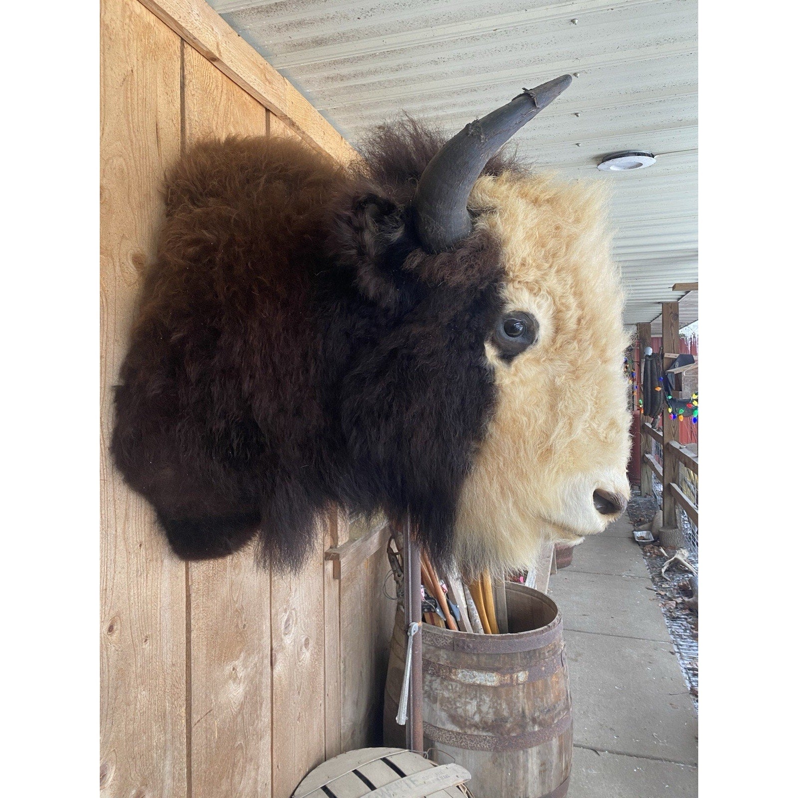 FHDAR40- Rare Sacred White-faced Buffalo Bison Taxidermy Shoulder mount