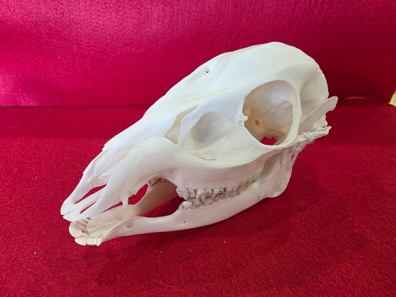 JSK12- Muntjac deer doe