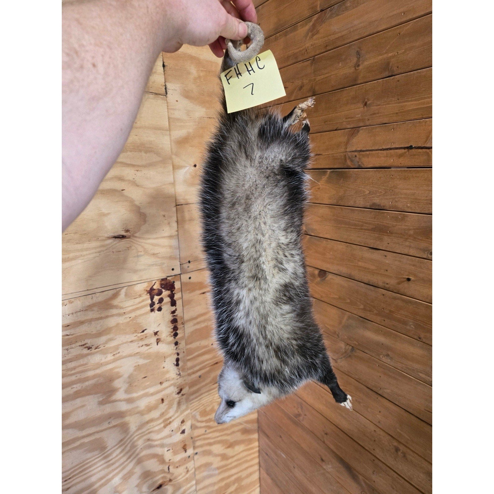 FHHCO7- Hanging Opossum Full Body Taxidermy Mount