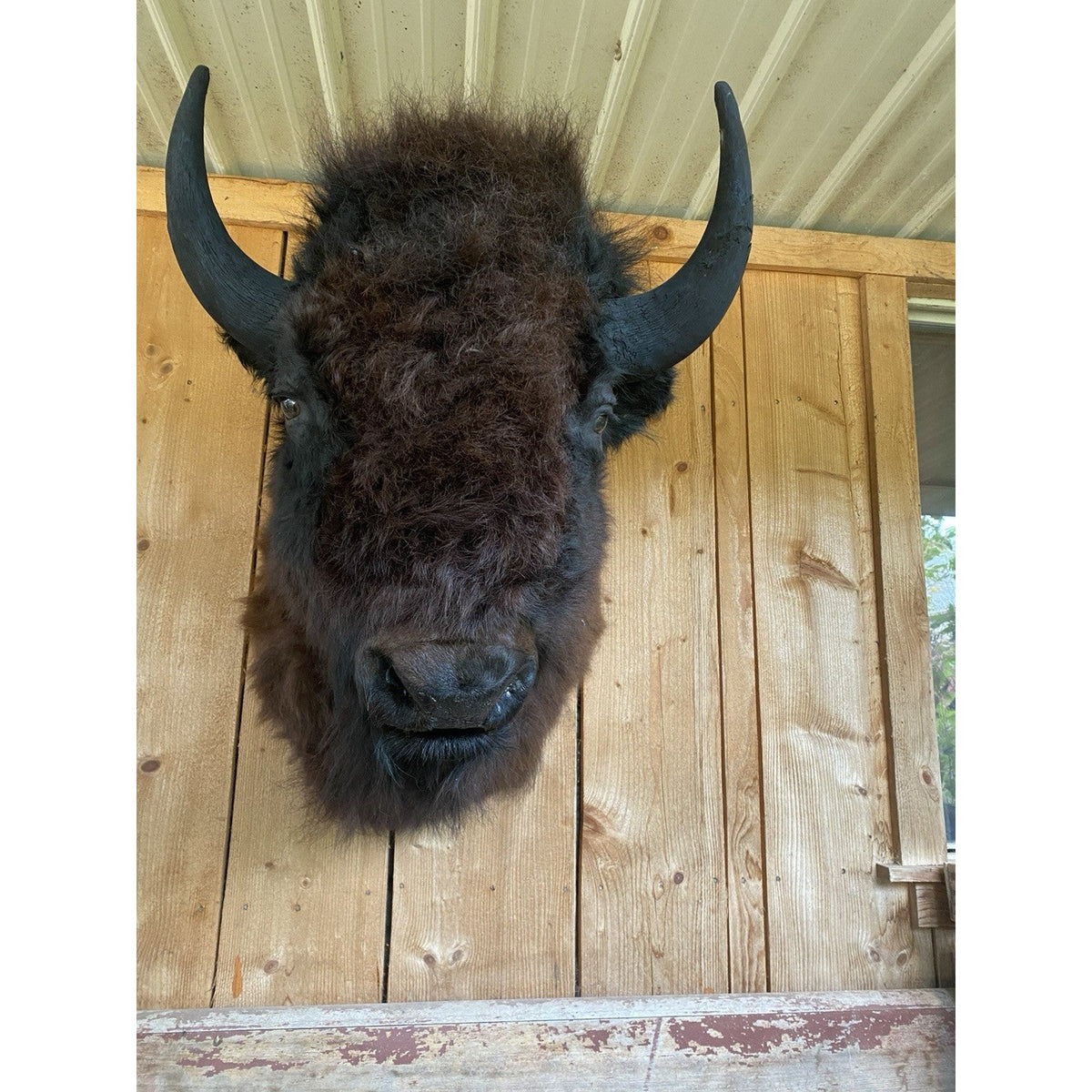 FHDAR600 - American Bison Buffalo Shoulder Mount Taxidermy