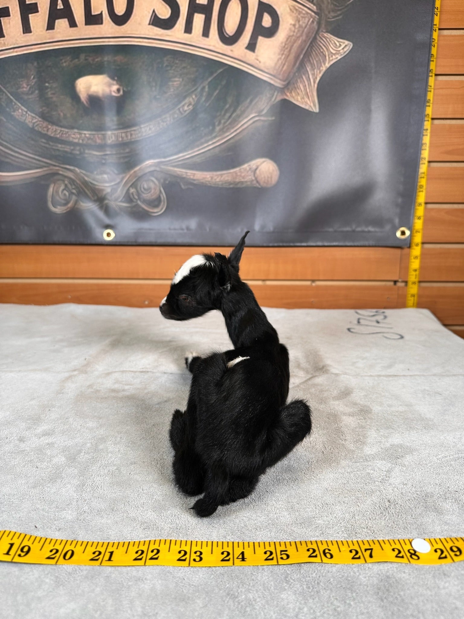 FHGOAT6- Baby goat tiny taxidermy mount free standing