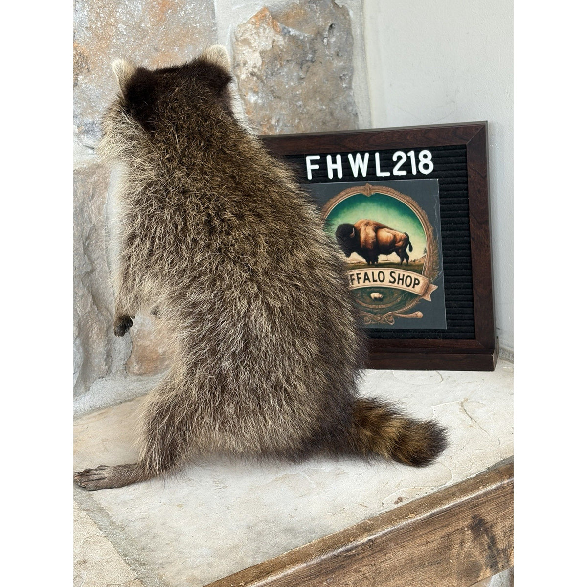 FHWL218 - baby Raccoon Taxidermy Mount