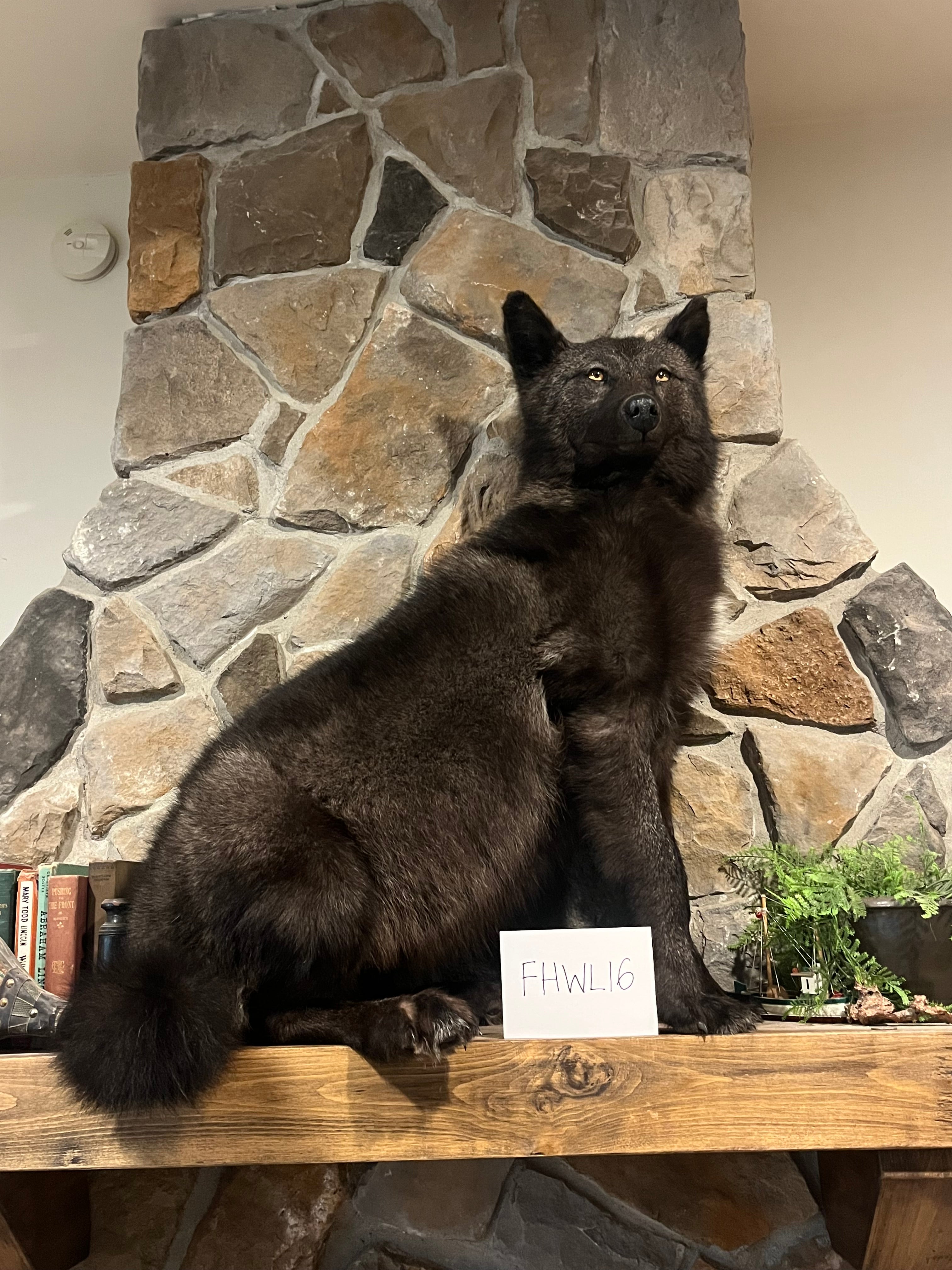 FHWL16 - Alaskan wolf Taxidermy mount