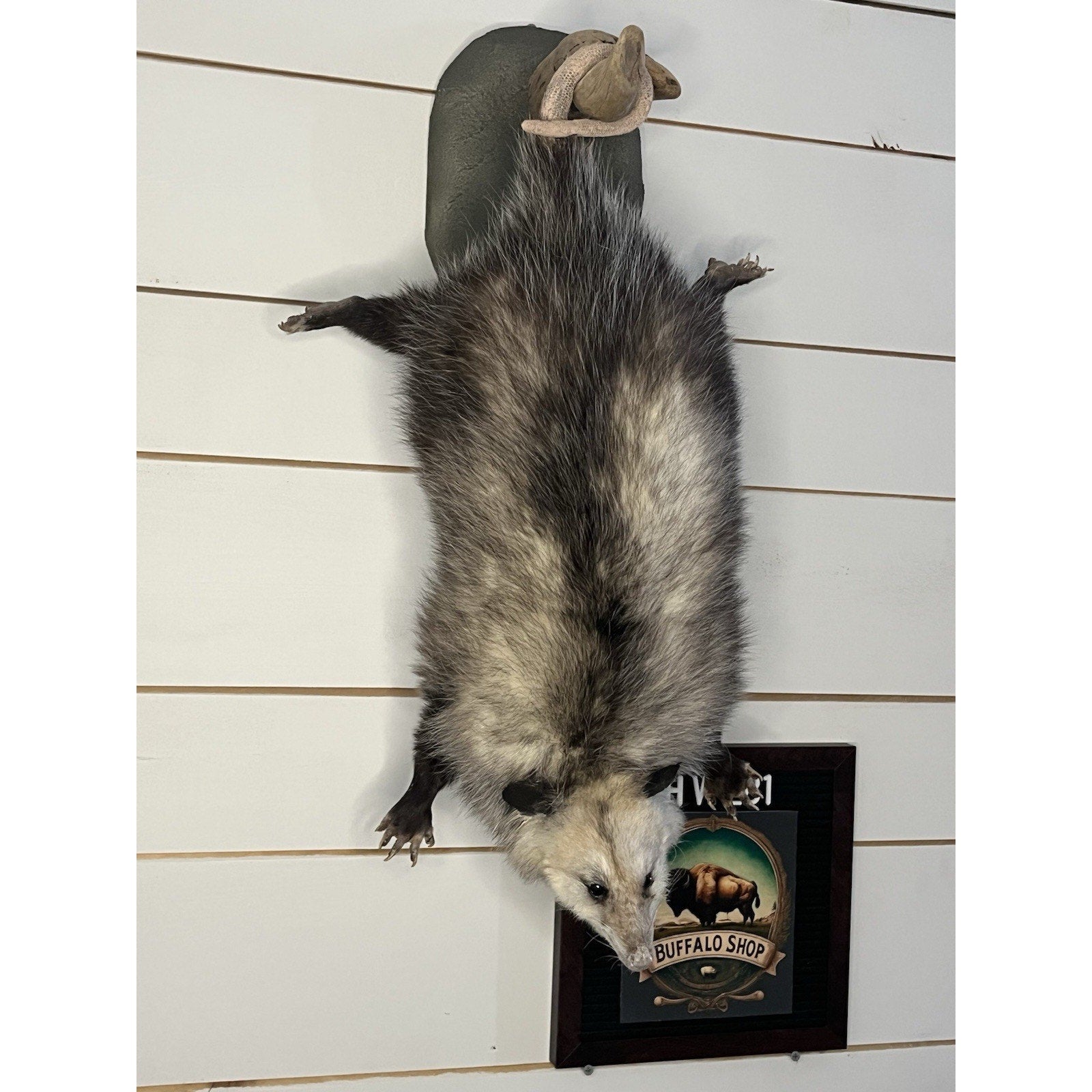 FHWL81 - Fat Opossum Hanging Taxidermy Full Body Mount