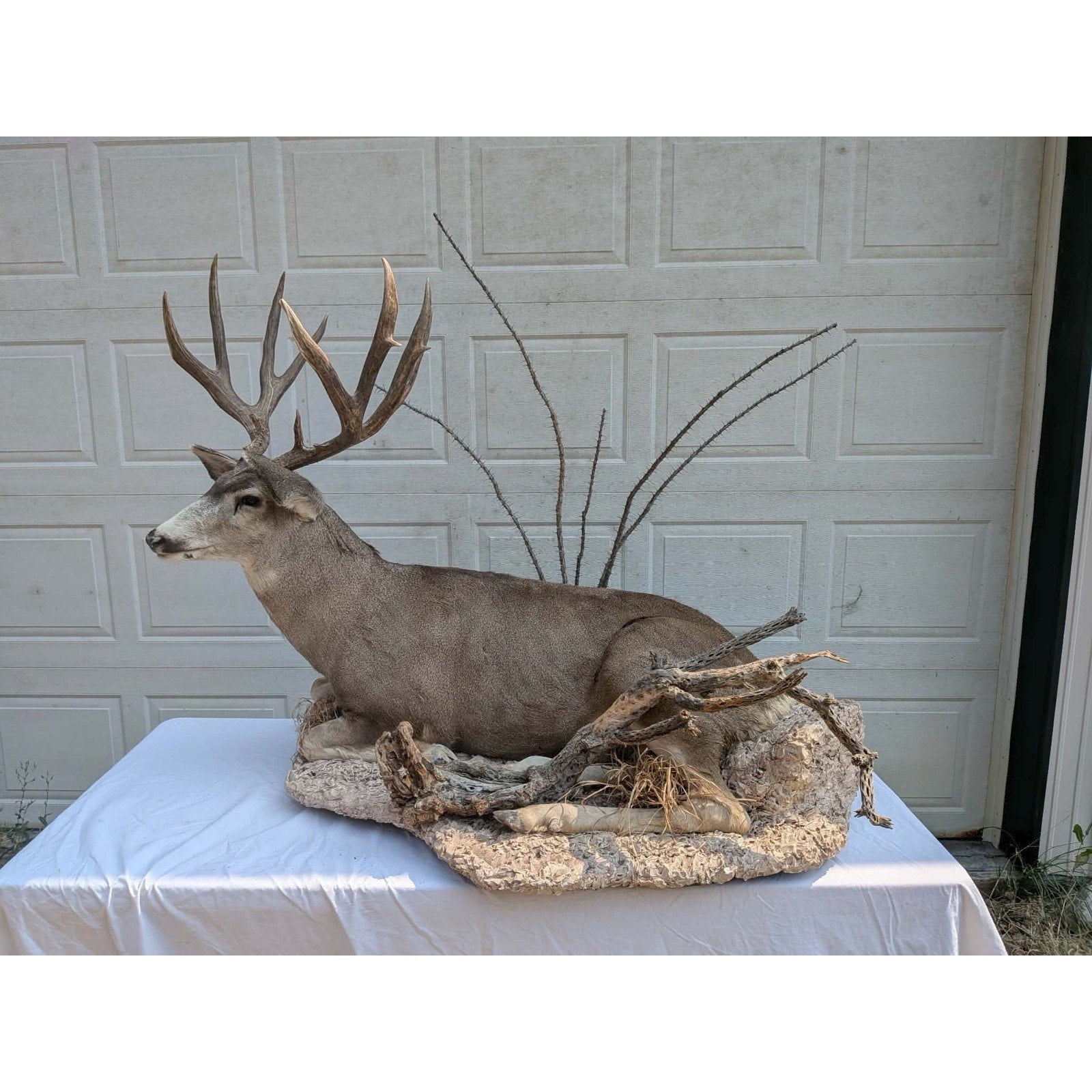 FHPATMU21 - Desert Mule Deer Full Body Taxidermy Mount