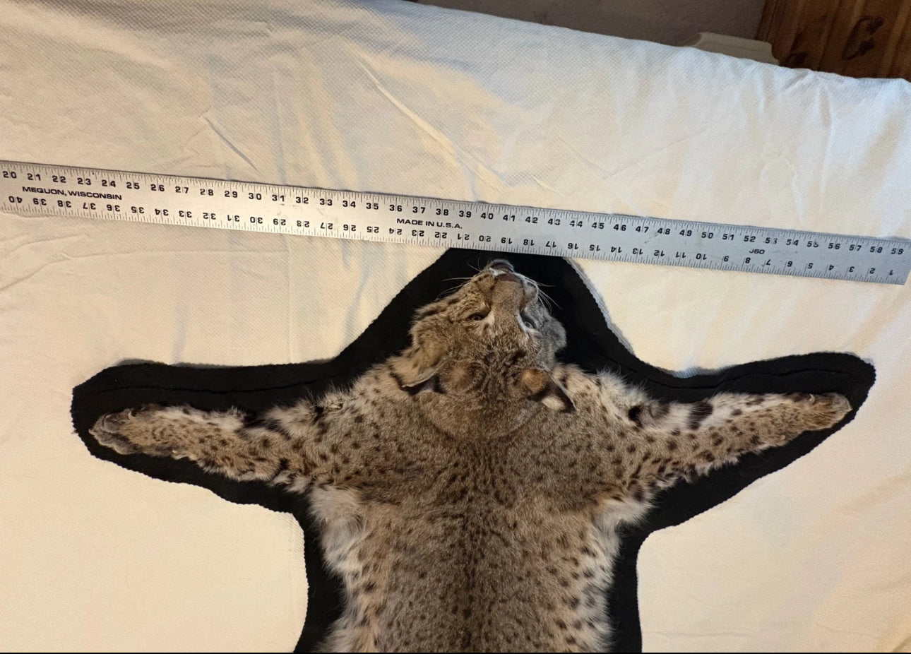 FH0710 - BOBCAT TAXIDERMY rug (Lynx rufus)
