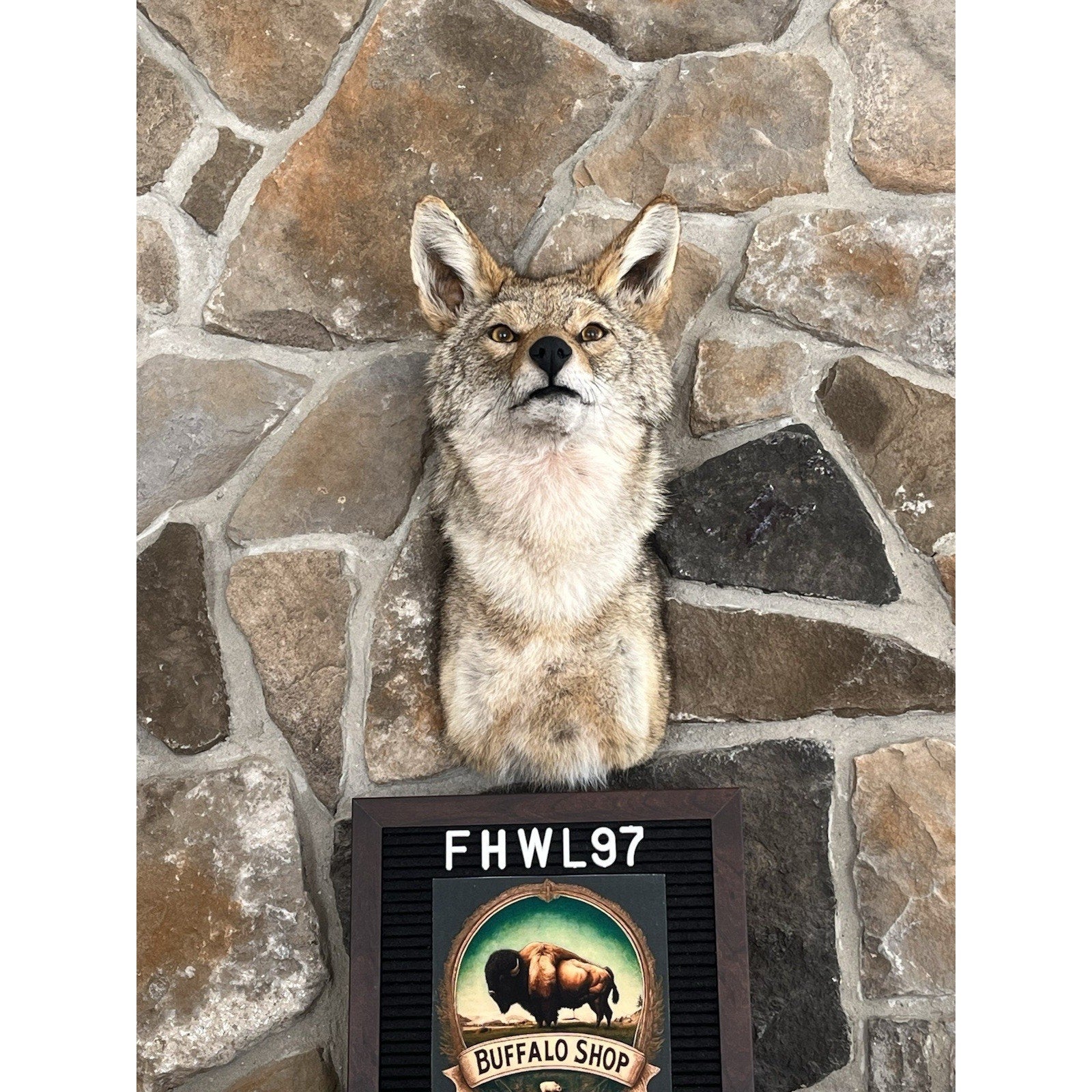 FHWL97 - Coyote Shoulder Museum Quality mount Taxidermy
