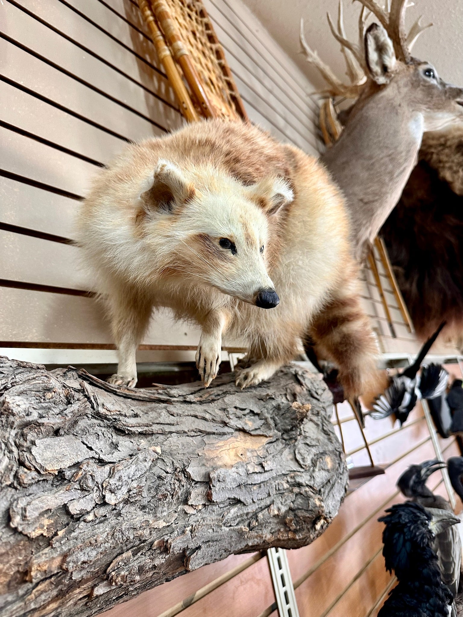 FH196- Blonde Raccoon full body taxidermy mount