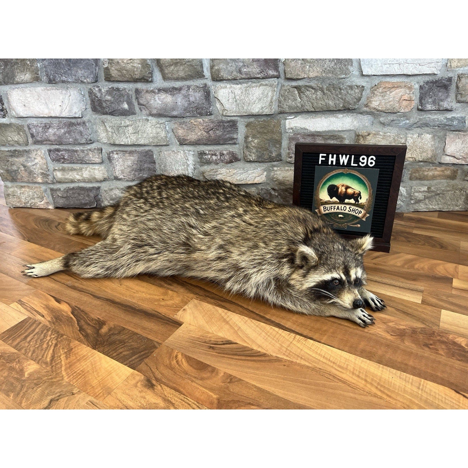 FHWL96 - Fat Raccoon Taxidermy Mount