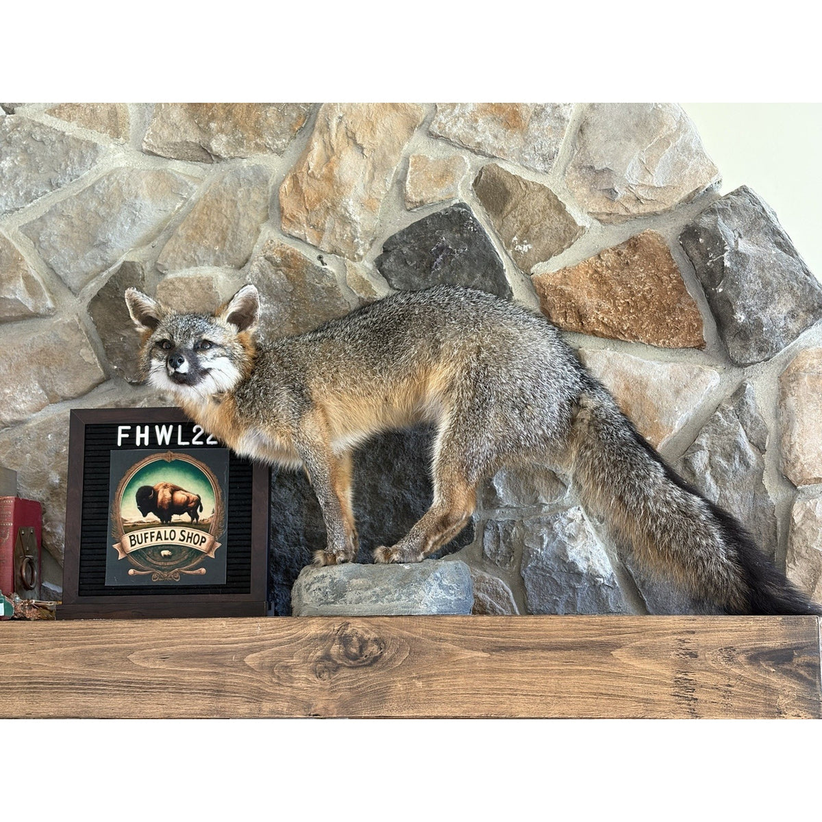 FHWL224 - Grey Fox Taxidermy Full Body Mount Cabin Camp Man Cave