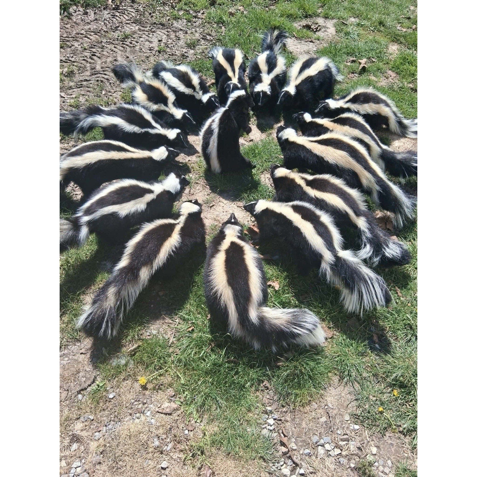 FHKIM0326 - New SKUNK Taxidermy Mount