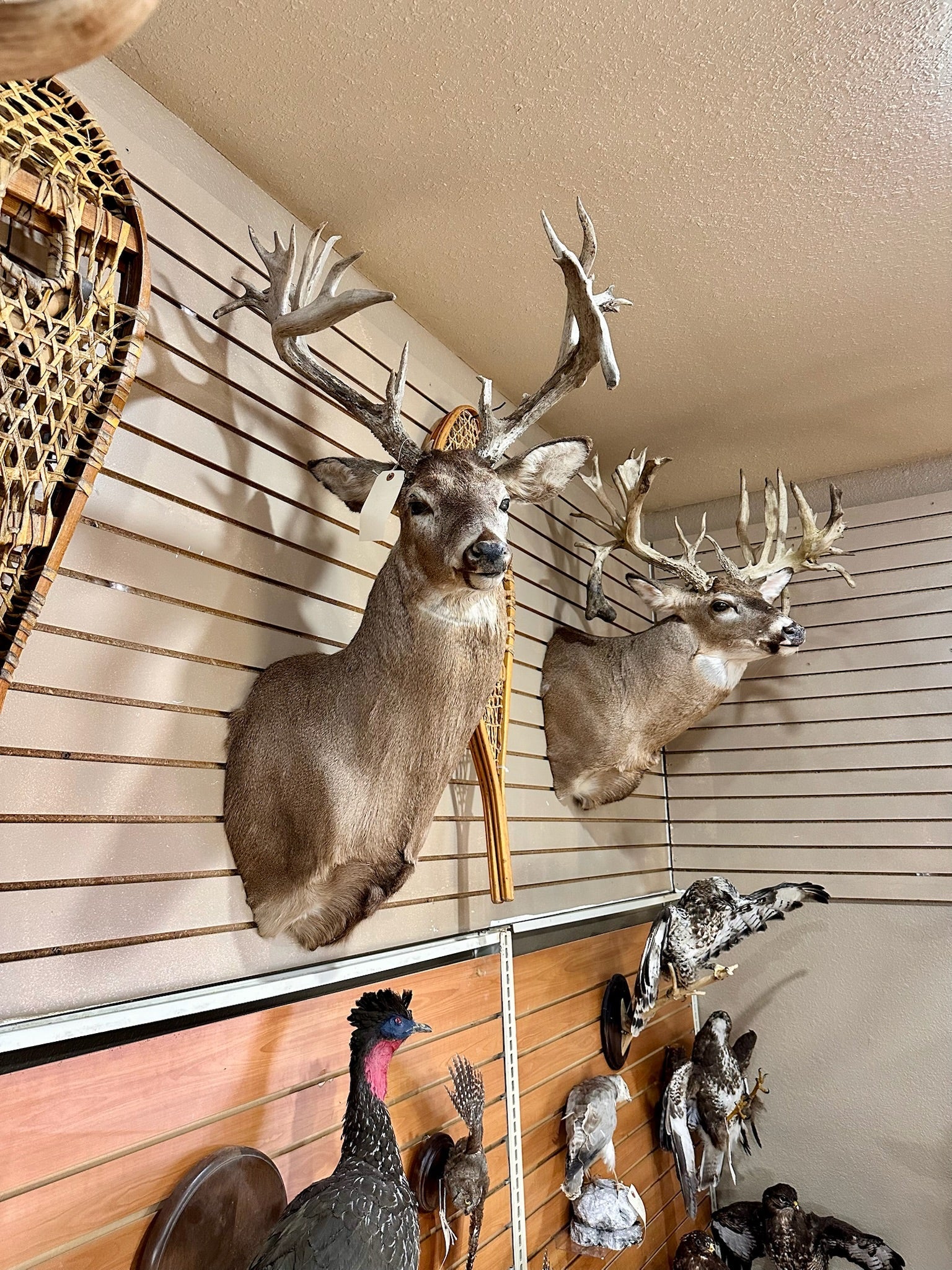 FH195- four whitetail taxidermy mounts