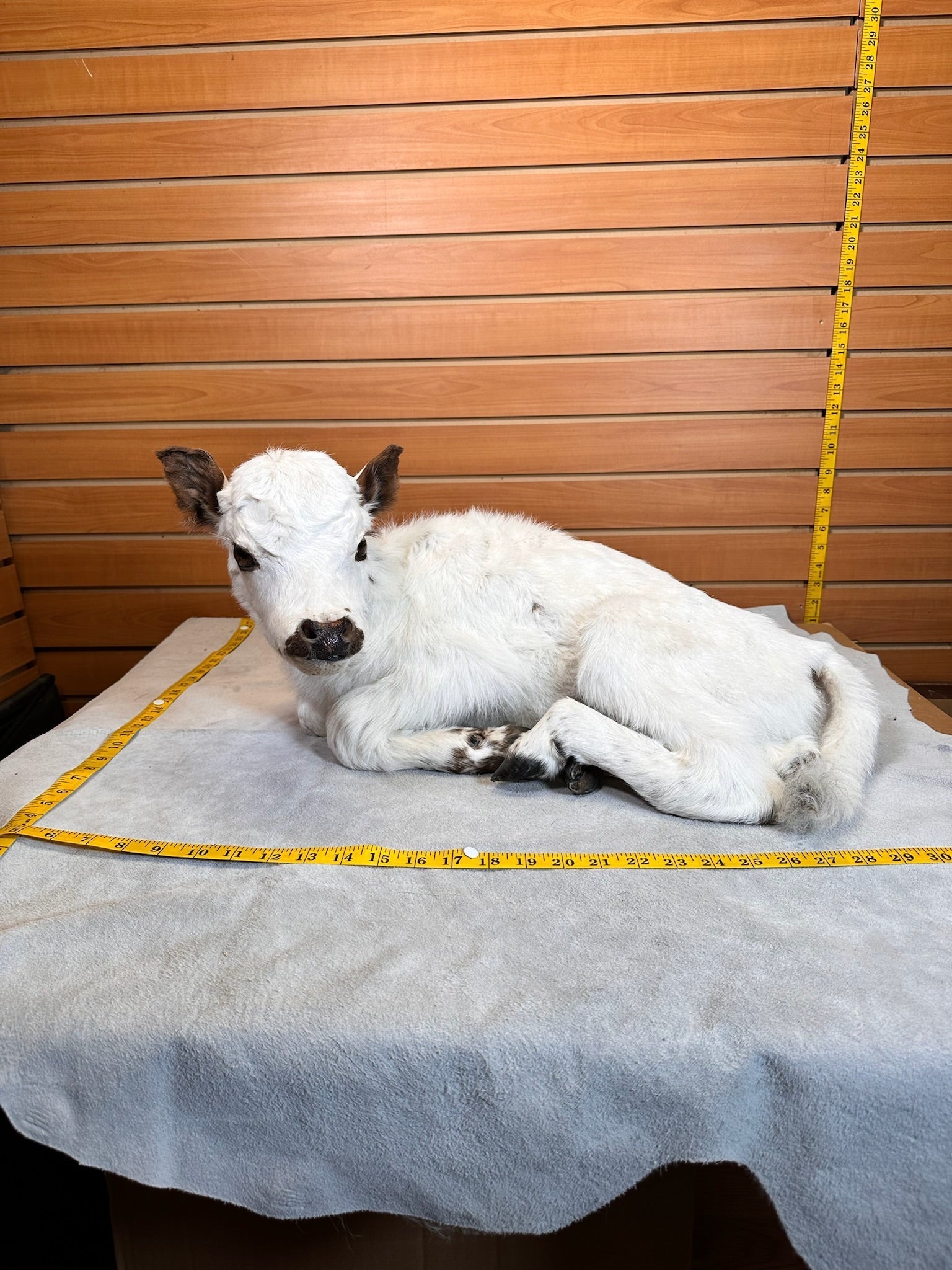 FHCOW1 - Baby British White Beef Calf Full Body Taxidermy Mount