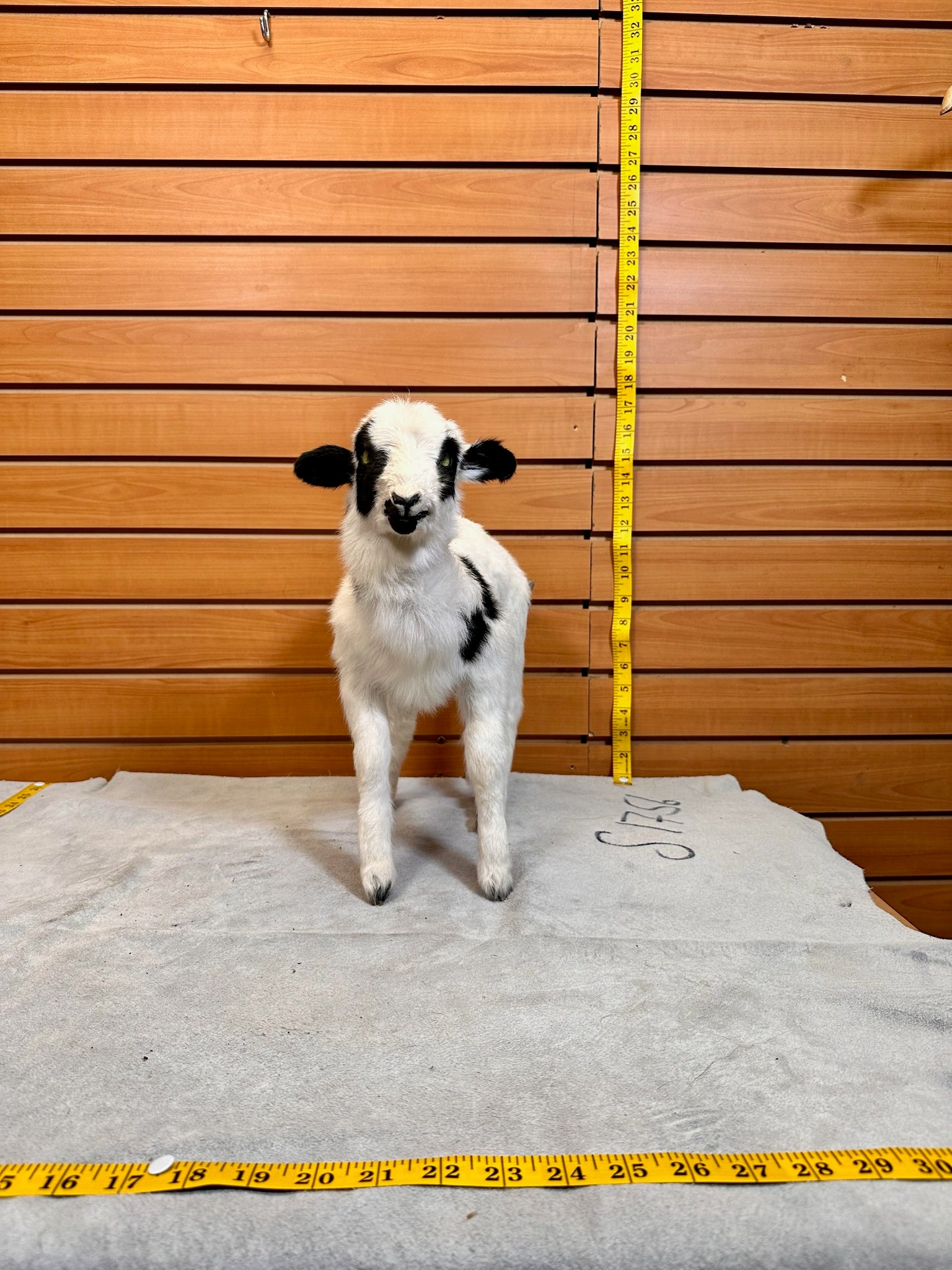 FH231-Lamb taxidermy mount