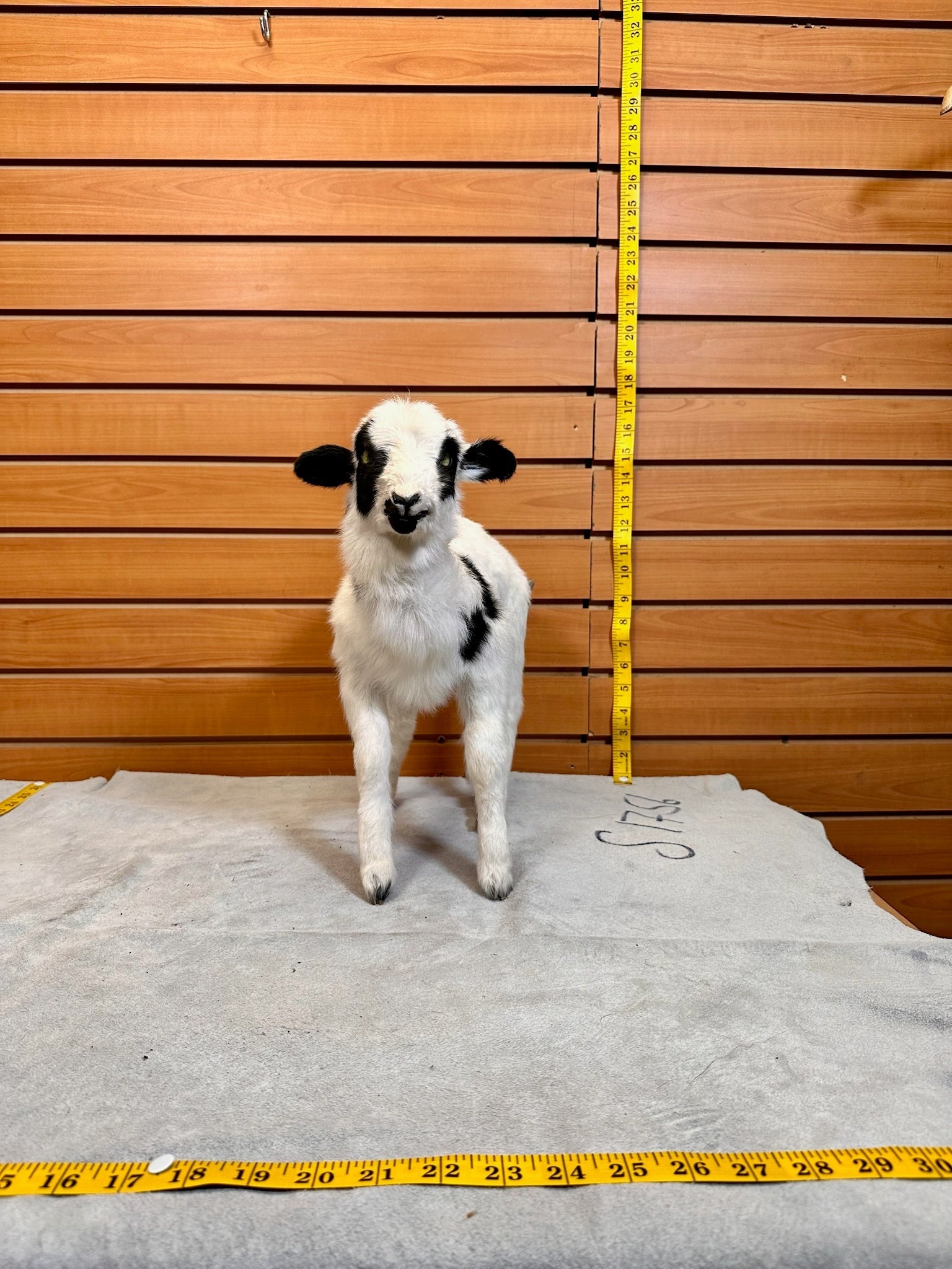 FH231-Lamb taxidermy mount