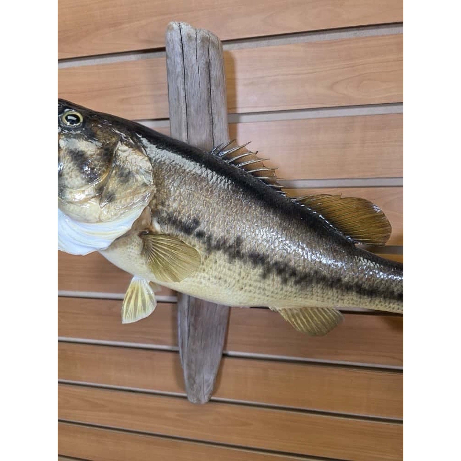 JTV210 - bass 20 1/2" Real Skin Fish Taxidermy