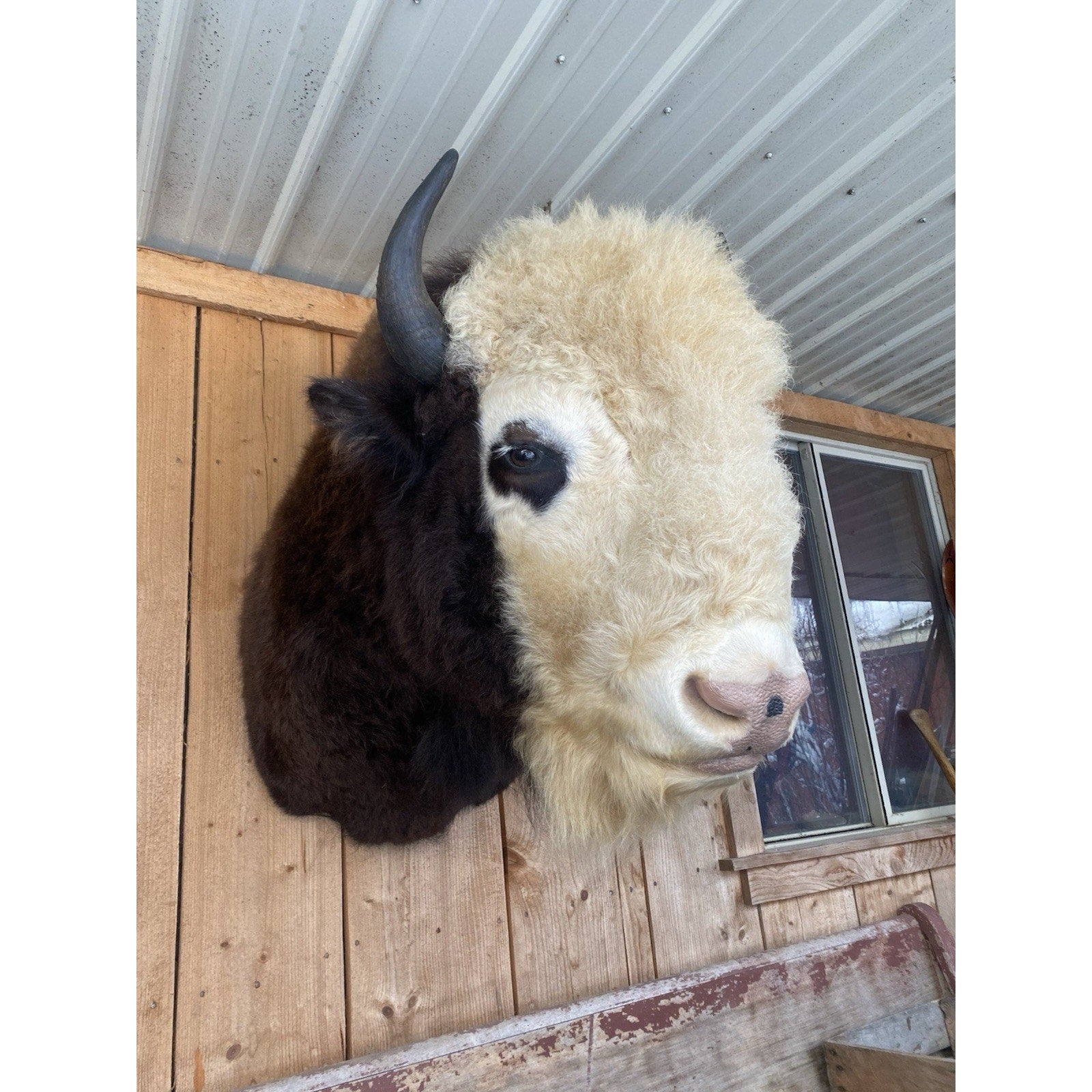 FHDAR41- Rare Sacred White-faced Buffalo Bison Taxidermy Shoulder mount