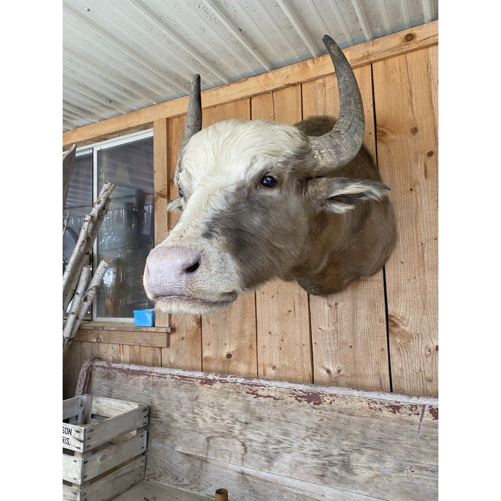 FHDAR42- Rare Sacred White-faced African Buffalo Taxidermy Shoulder mount